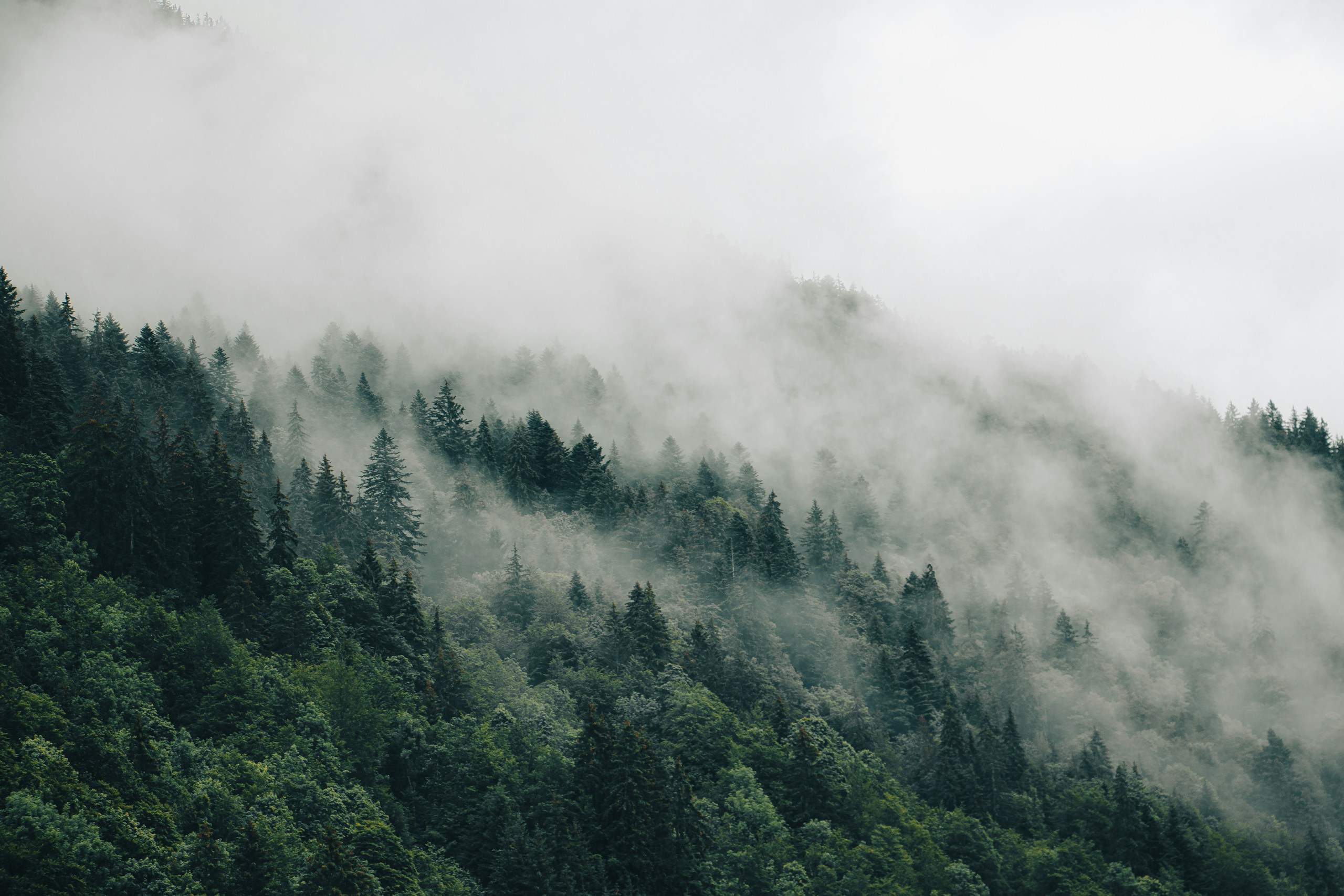 Mystical foggy pine forest on a mountain slope HD Wallpaper