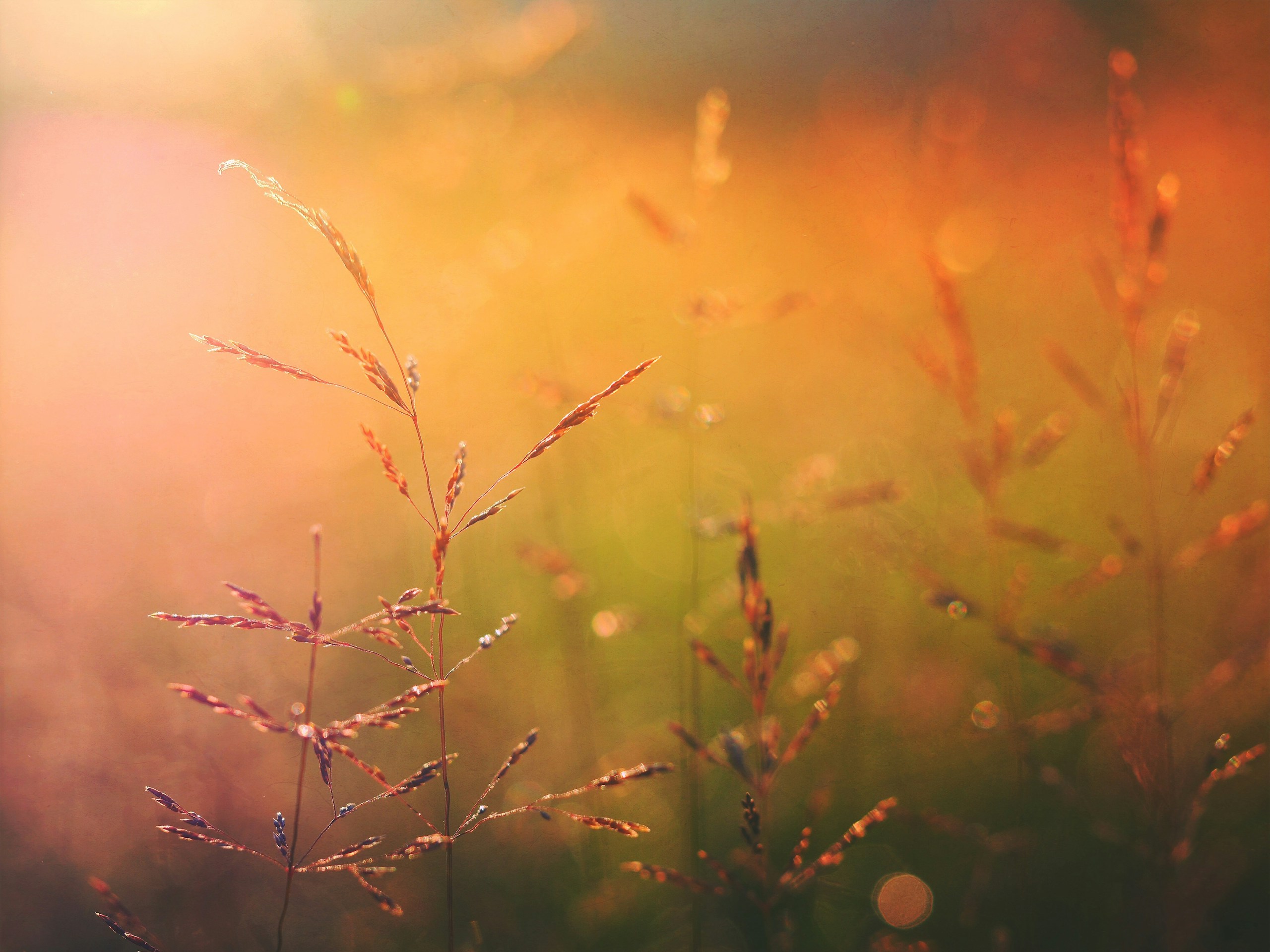 Macro photography of wild grass in golden sunlight HD Wallpaper