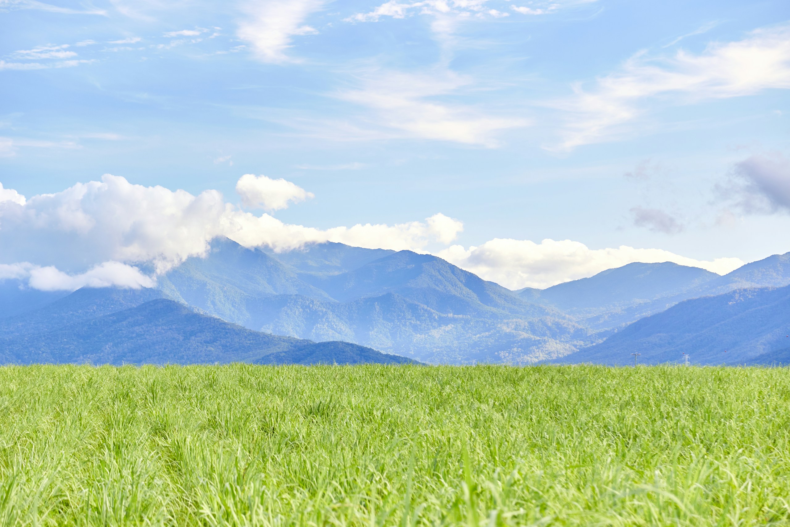 Green grass field with mountains in the distance HD Wallpaper