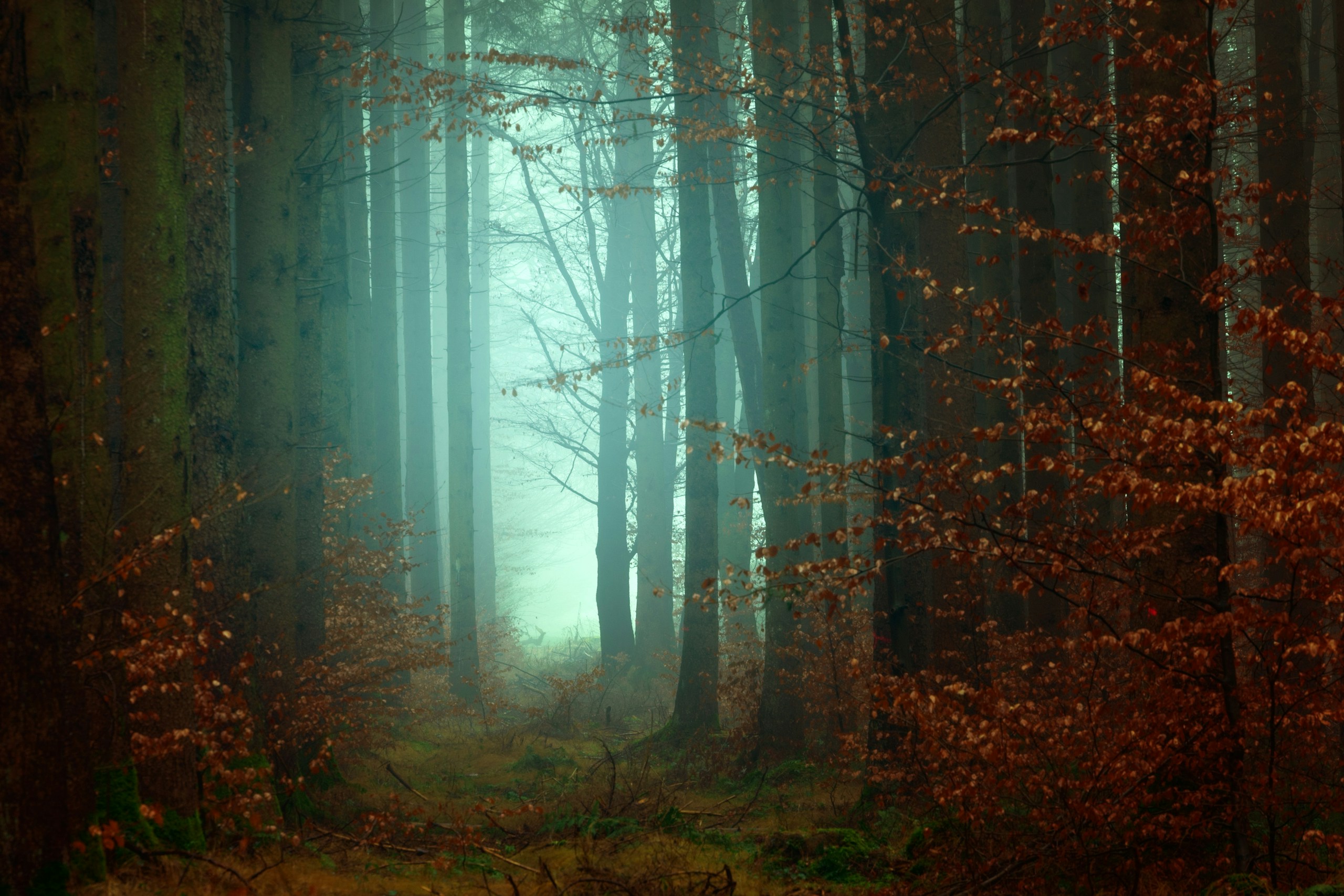 Misty forest path with autumn leaves HD Wallpaper