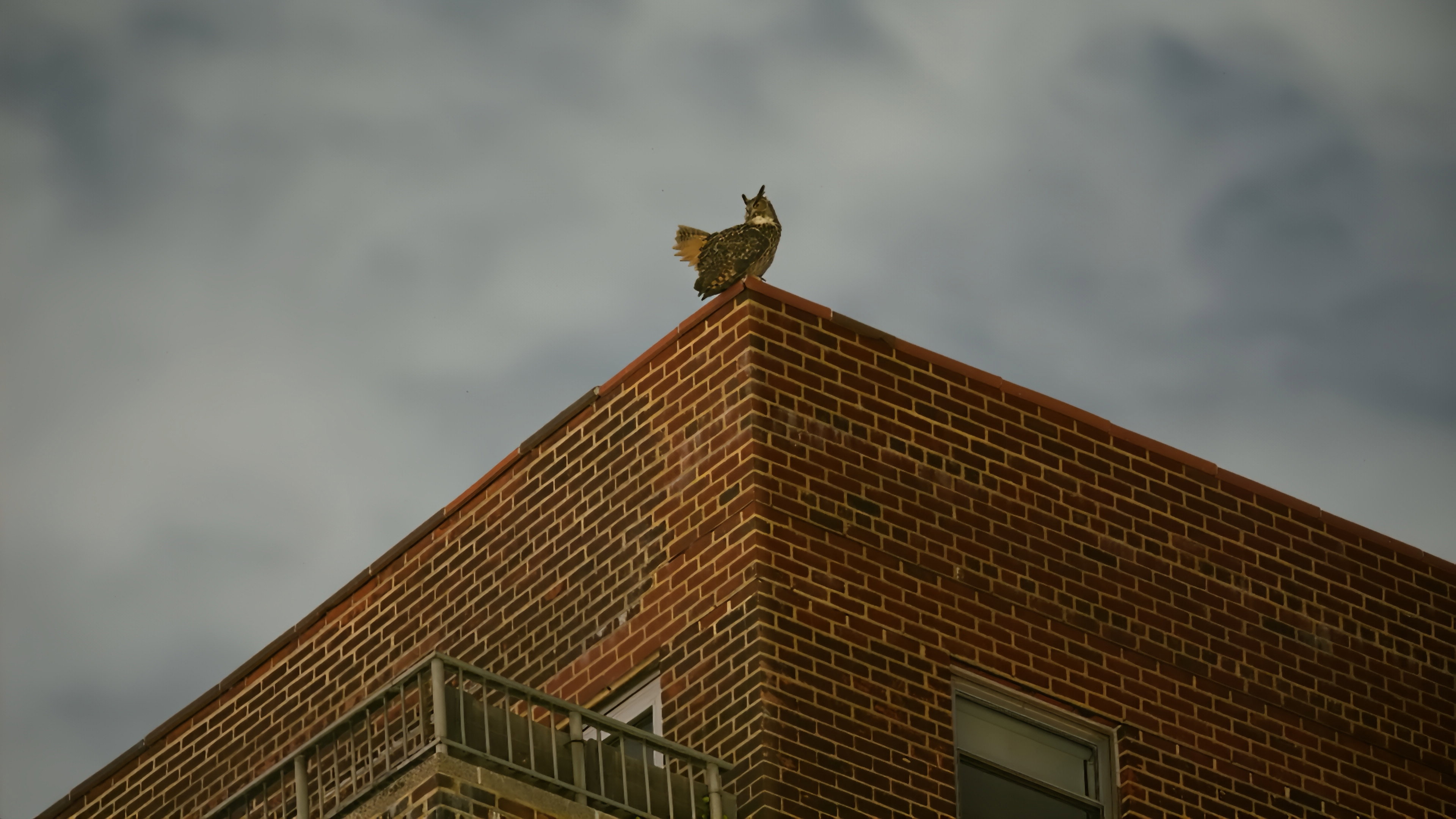 Owl perched on a brick building in Wild Inside HD Wallpaper