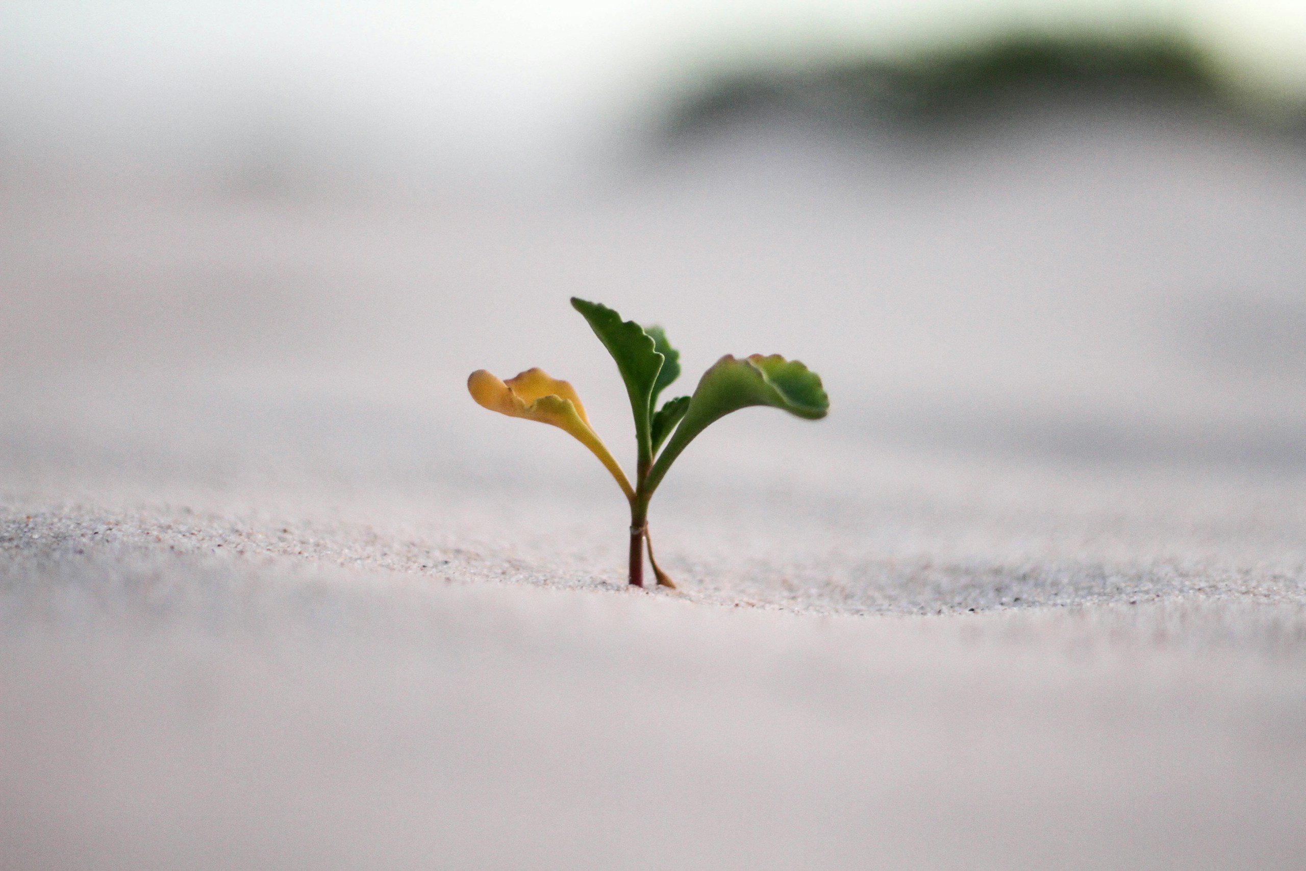 Small green sprout growing in white sand HD Wallpaper