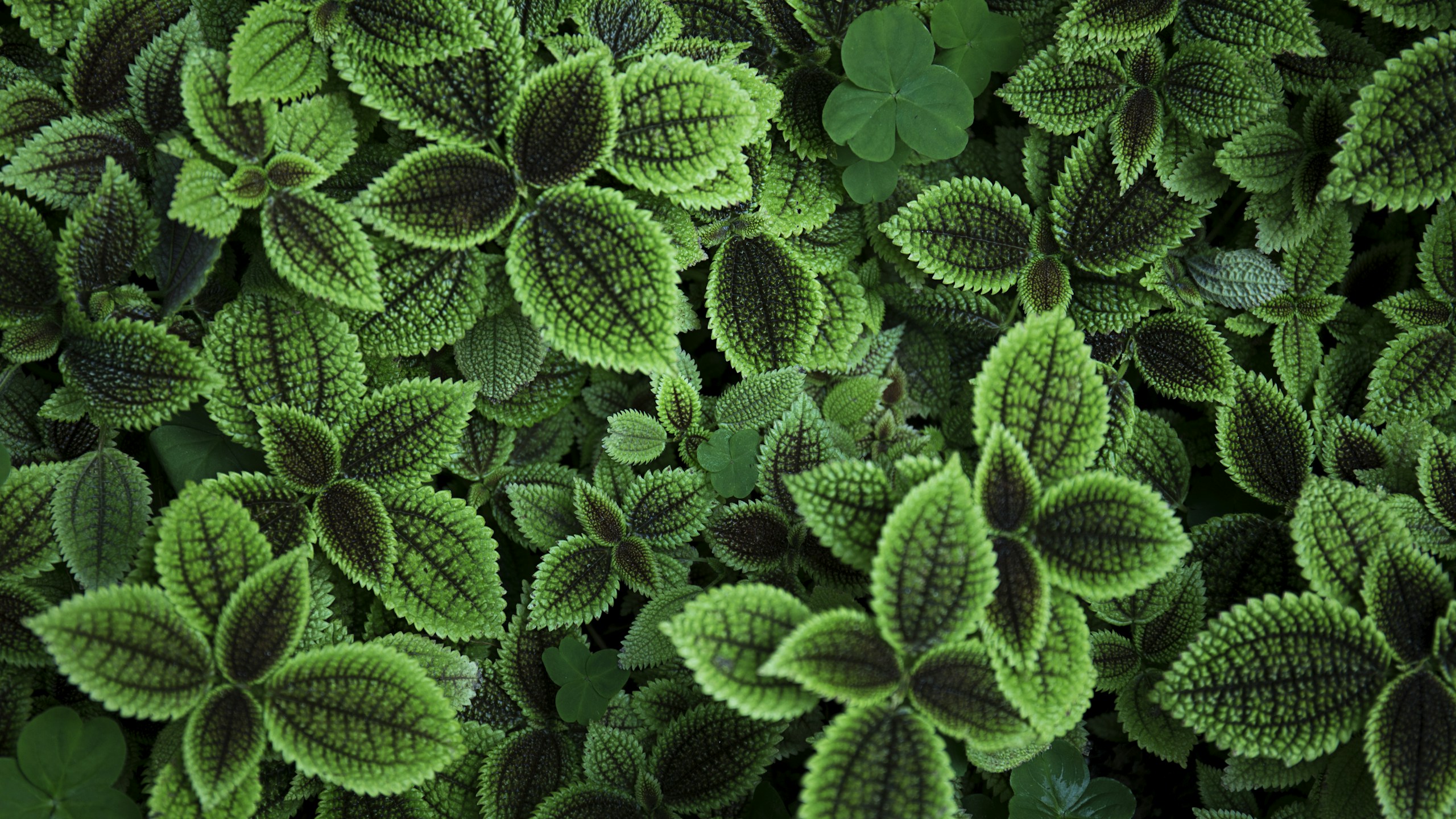 Textured Green Leaves of a Moon Valley Pilea Plant HD Wallpaper