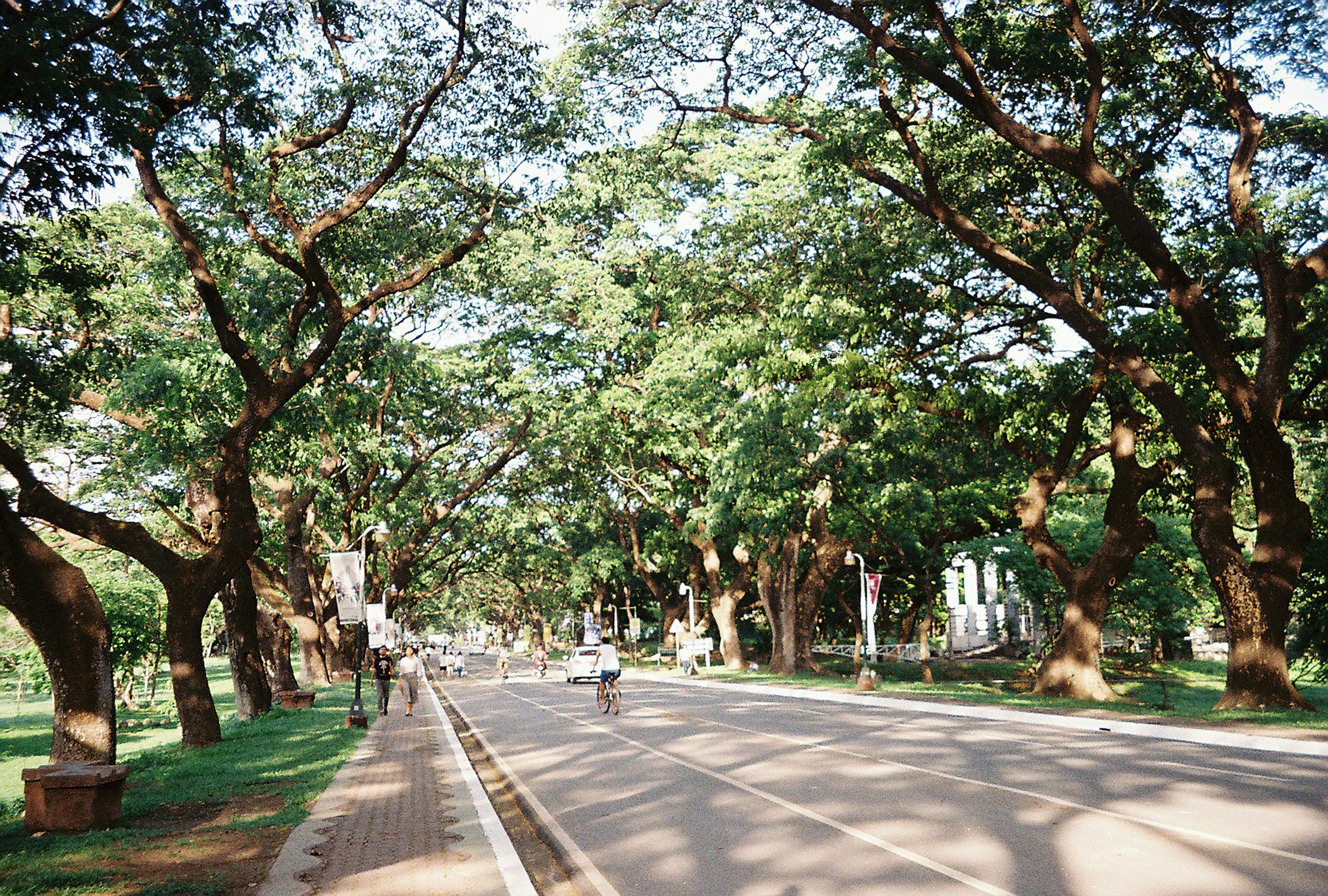 Tree-lined road with a canopy of large acacia trees HD Wallpaper