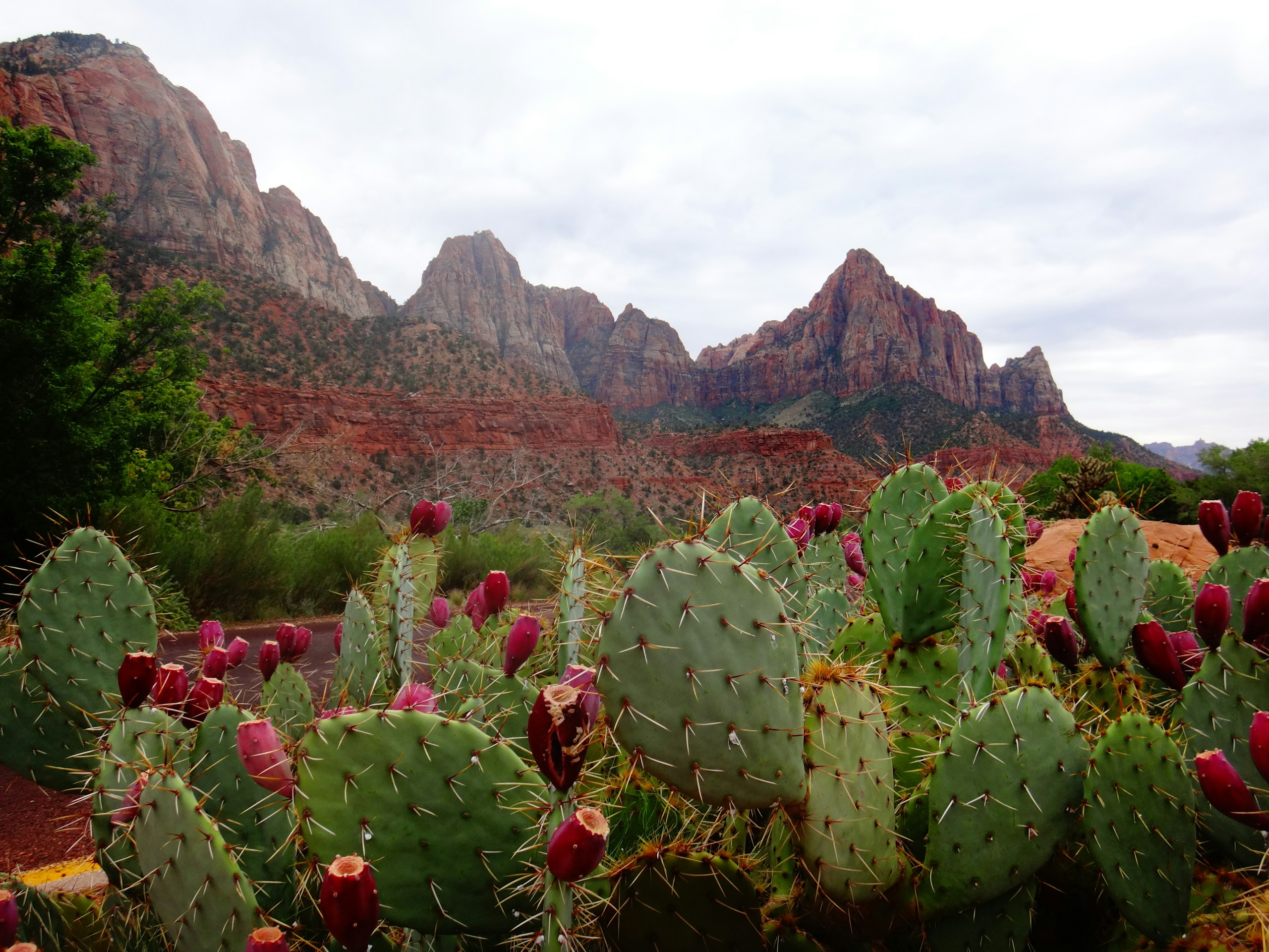 Prickly Pear Cactus in Zion National Park HD Wallpaper