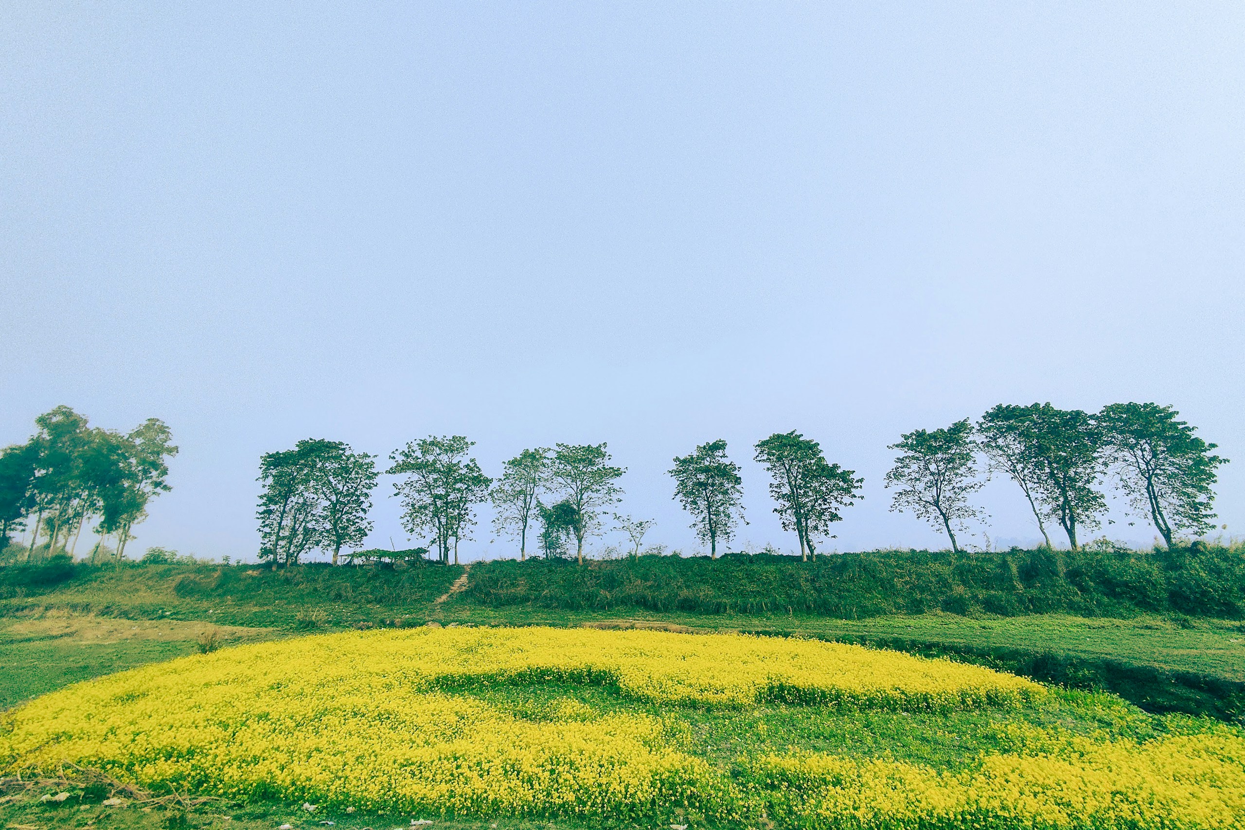 Yellow mustard field with a row of trees HD Wallpaper