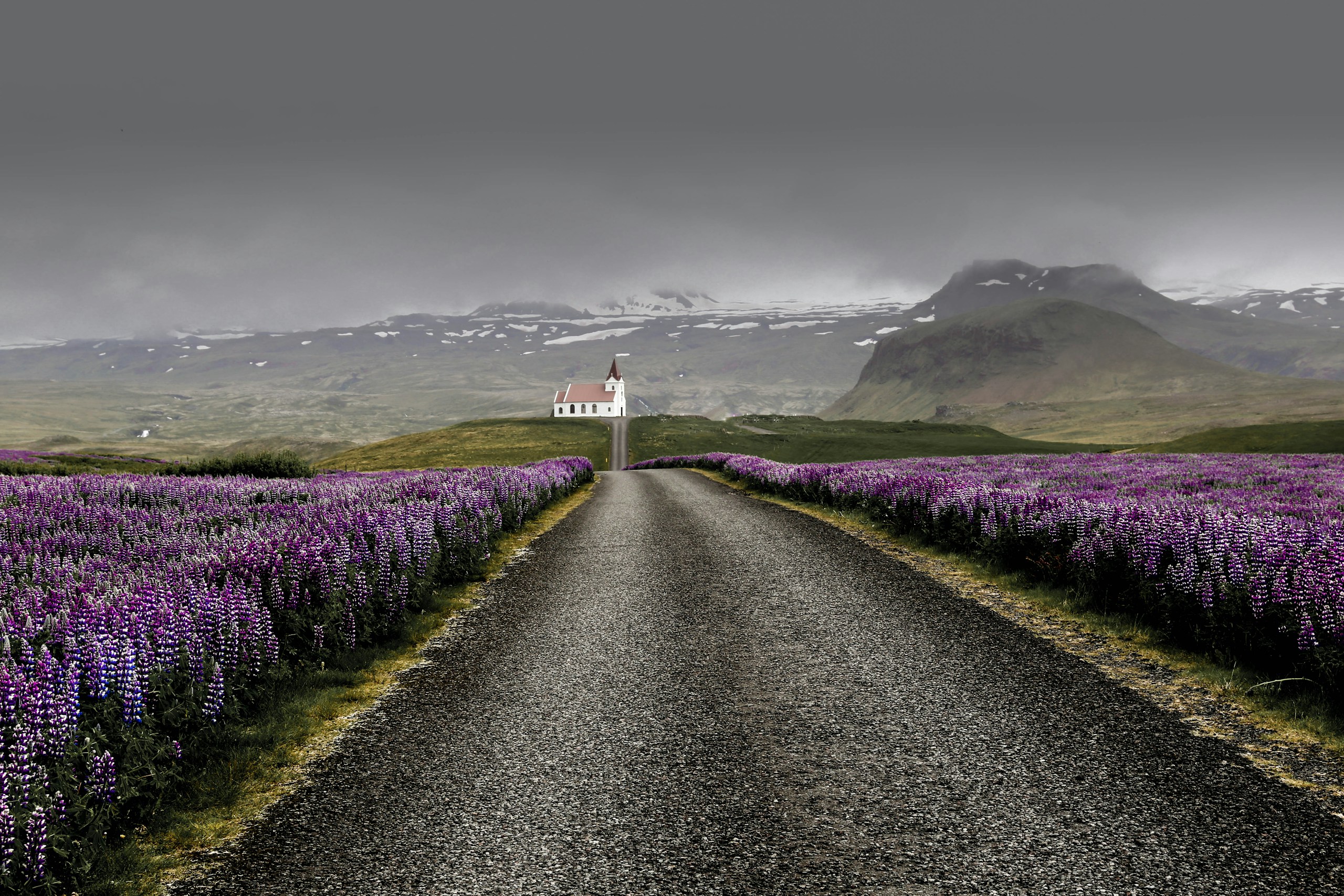 Gravel road through purple lupine fields in Iceland HD Wallpaper