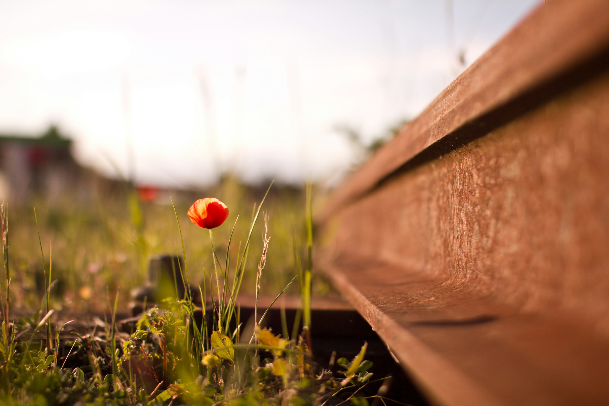 Single red poppy next to a rusty railway track HD Wallpaper