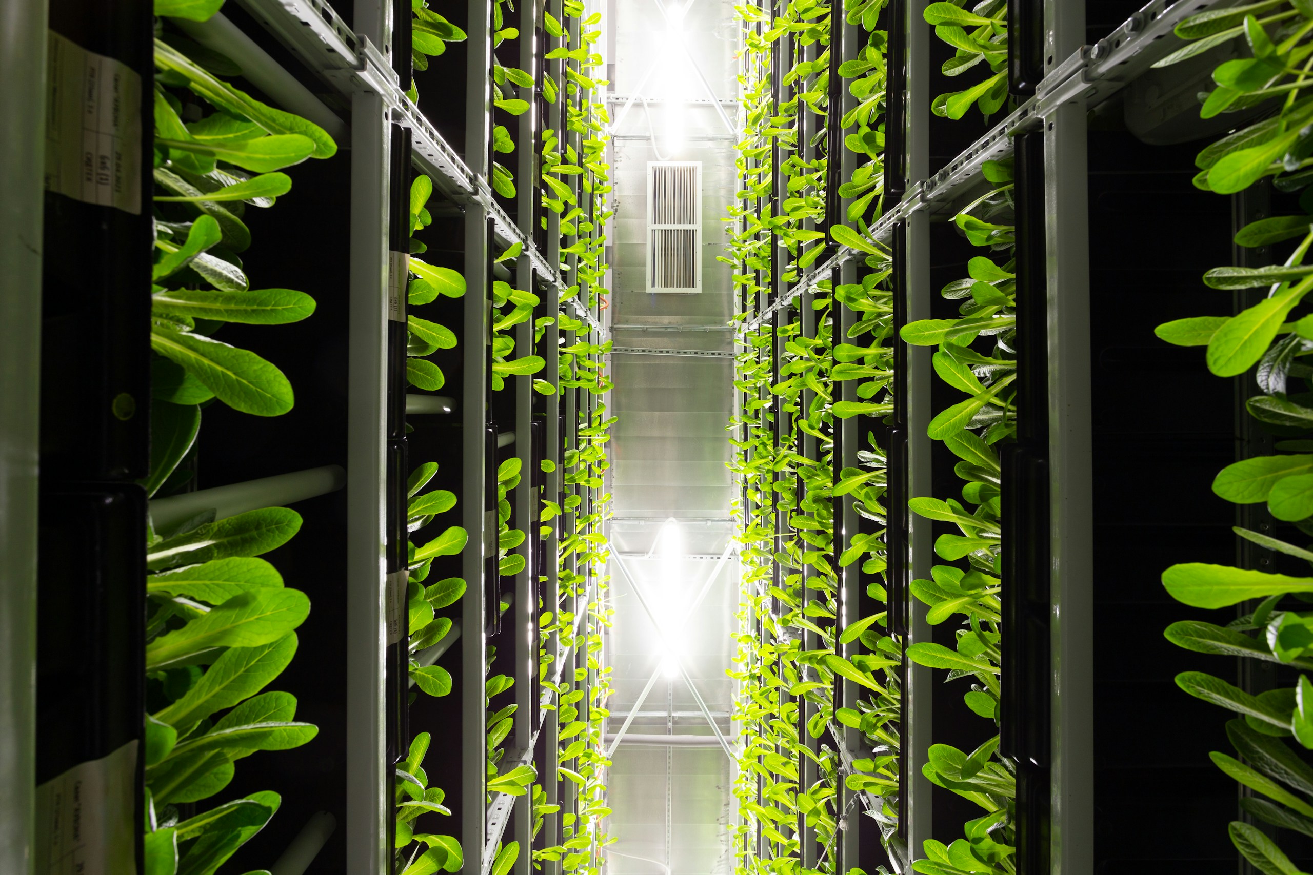 Vertical Farm Growing Romaine Lettuce Indoors HD Wallpaper