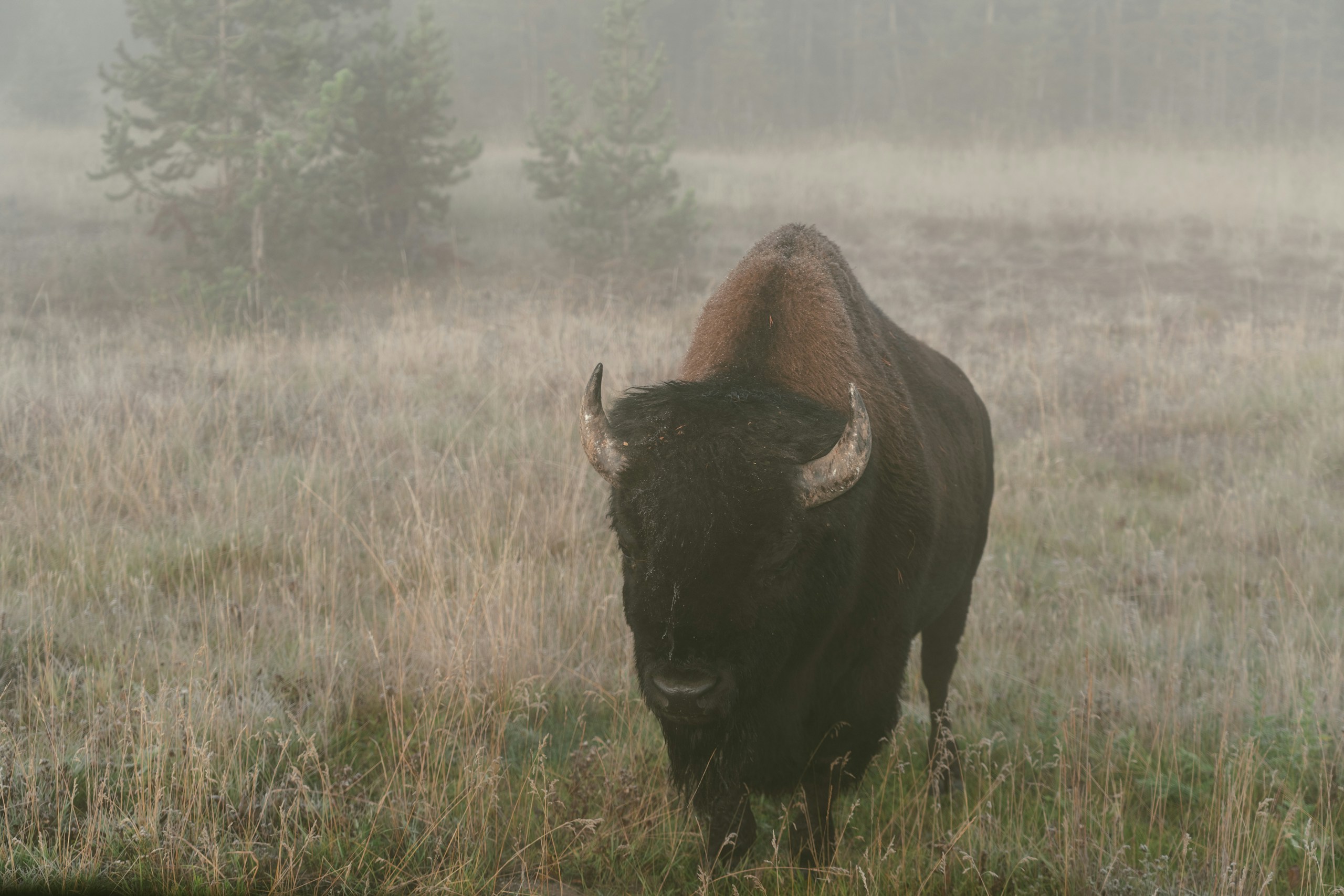 American bison standing in a foggy grassy field HD Wallpaper