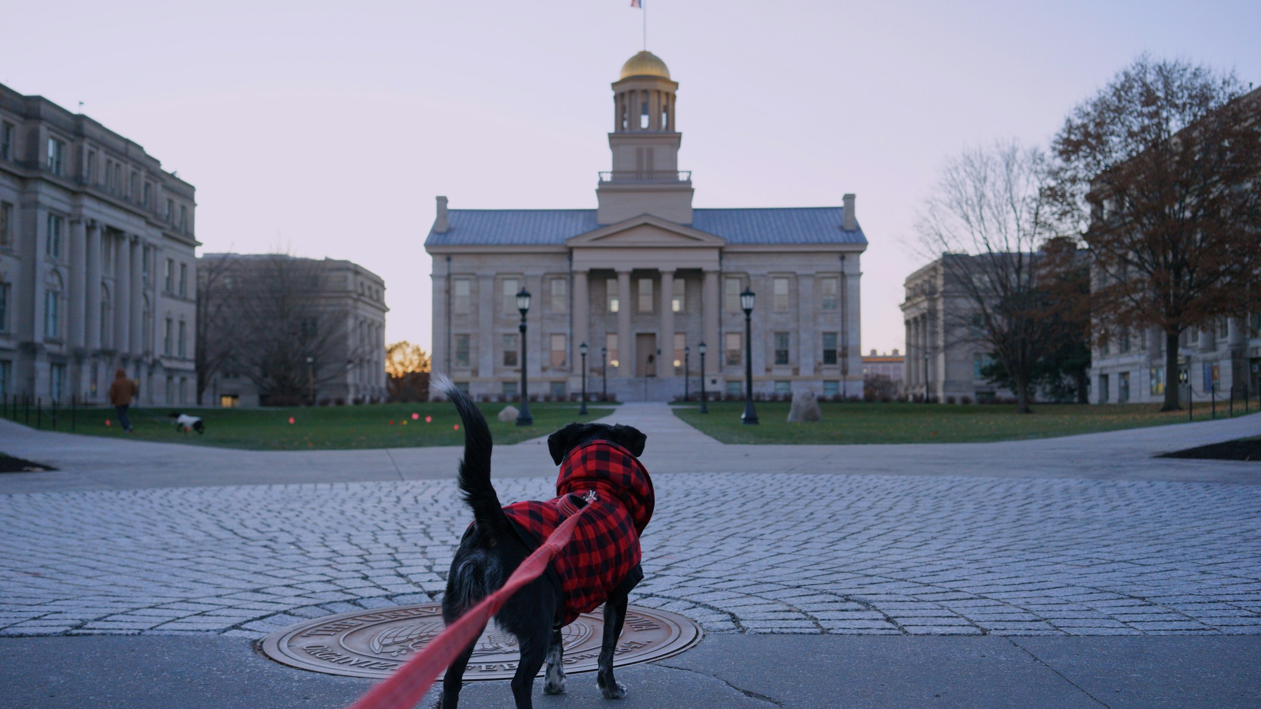 Dog in Plaid Coat Looking at Old Capitol Building HD Wallpaper