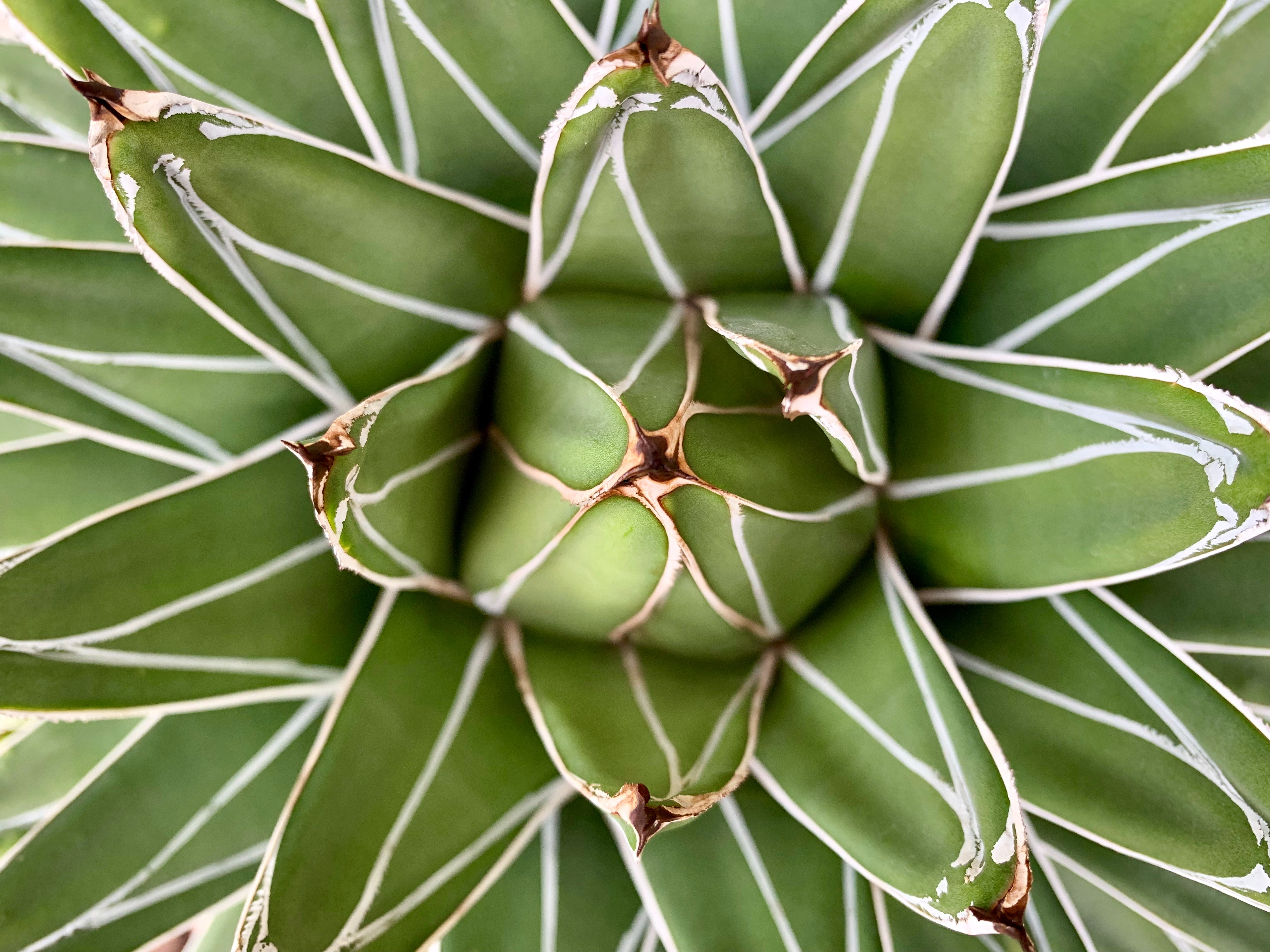 Top Down View of Queen Victoria Agave Plant HD Wallpaper