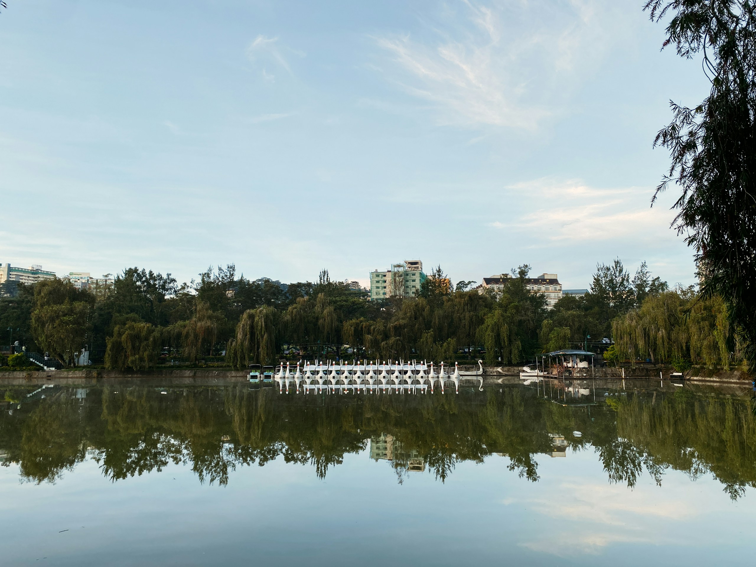 Swan pedal boats on a calm lake with tree reflections HD Wallpaper