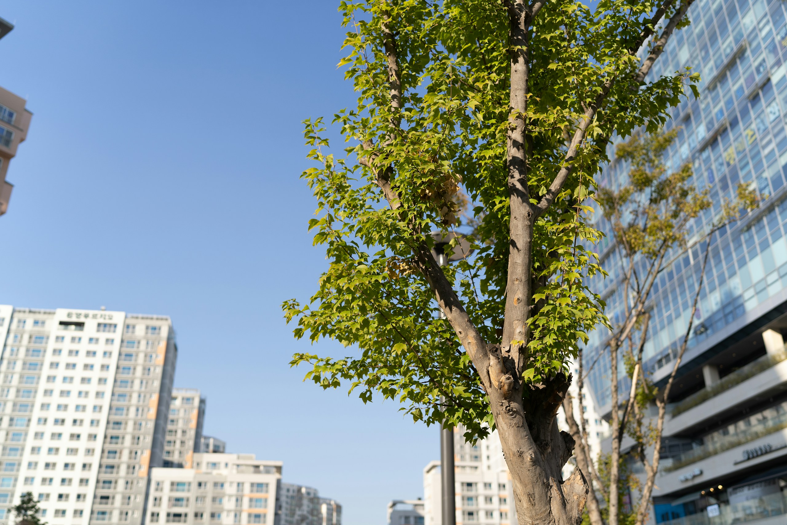 Green Tree with City Buildings in Background HD Wallpaper