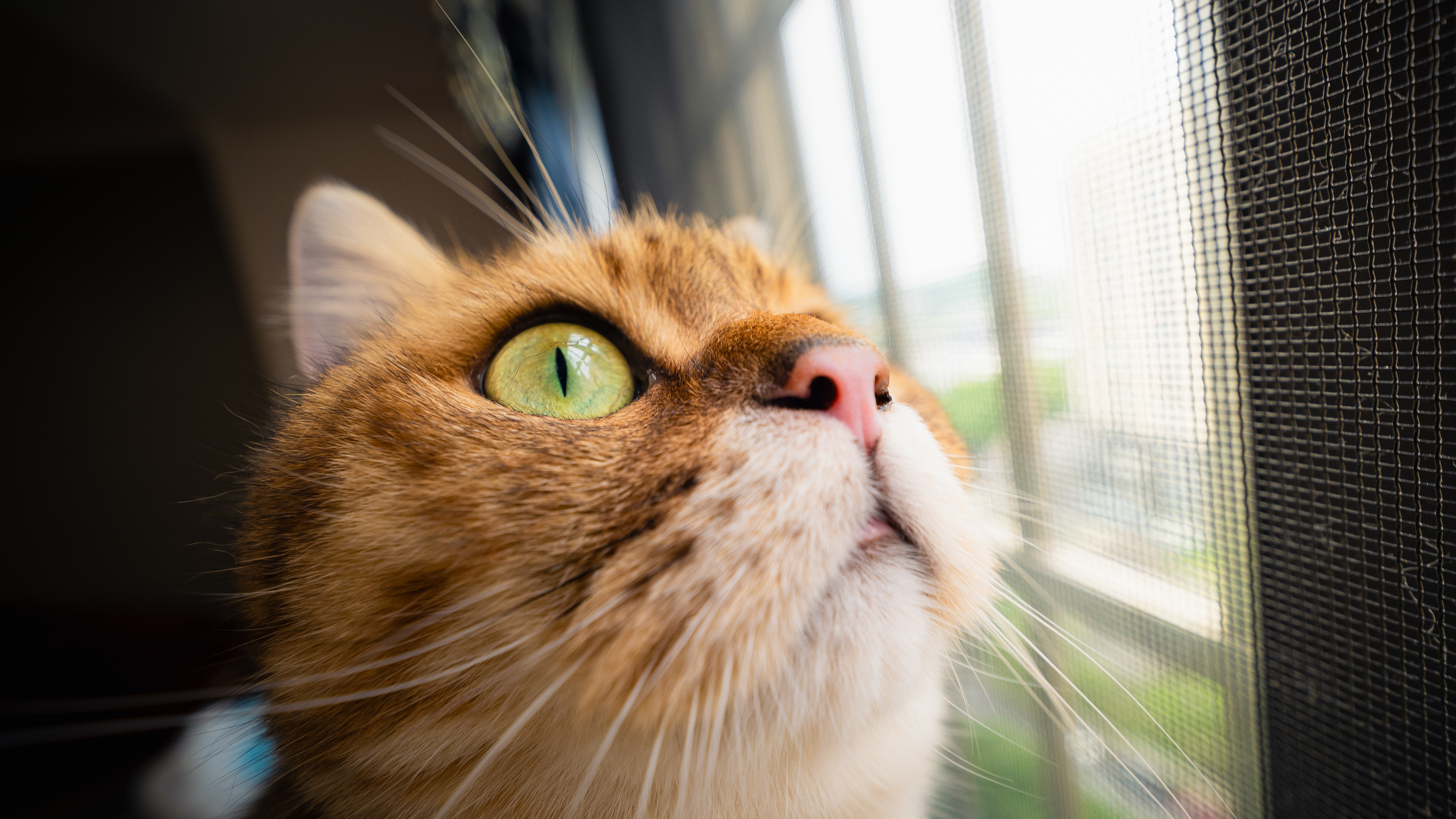 Close-up of a ginger cat looking out a window HD Wallpaper
