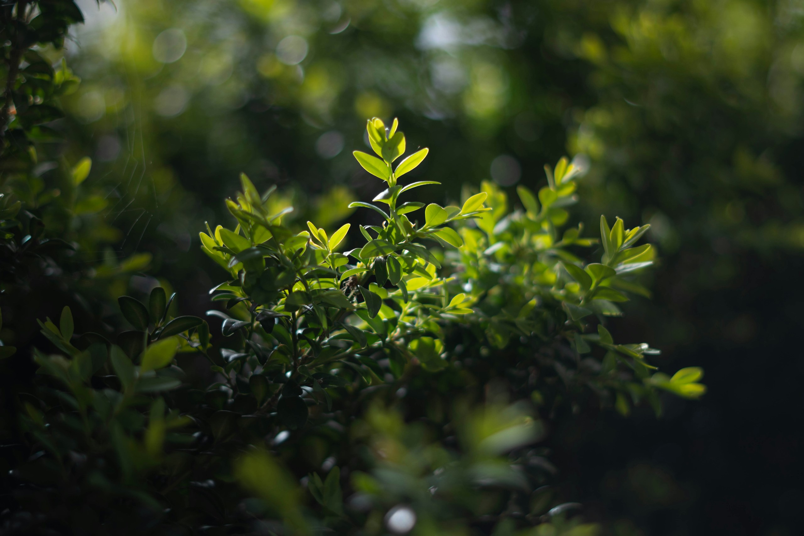 Close-up of green leaves illuminated by sunlight HD Wallpaper