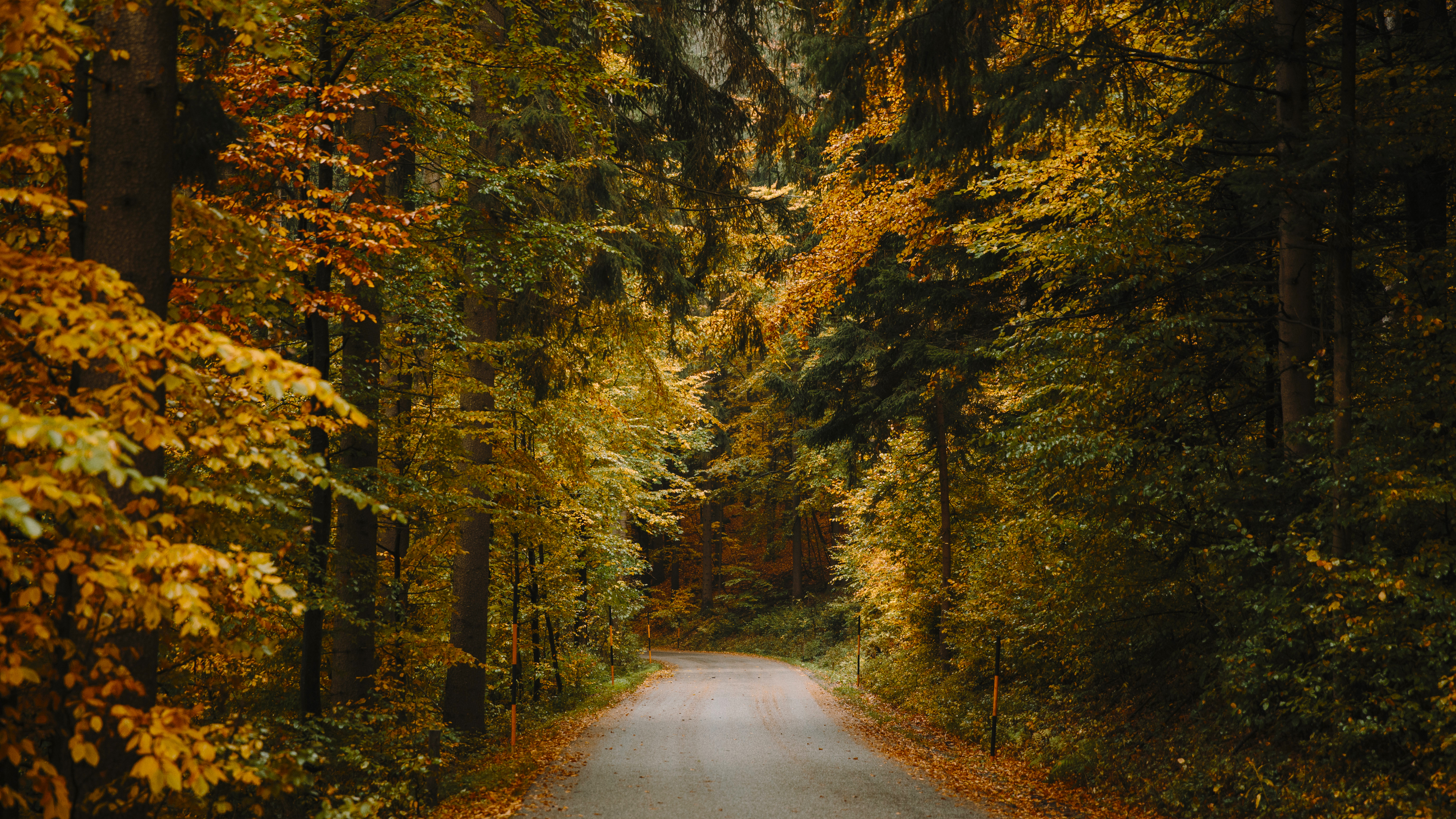 Paved road winding through an autumn forest HD Wallpaper