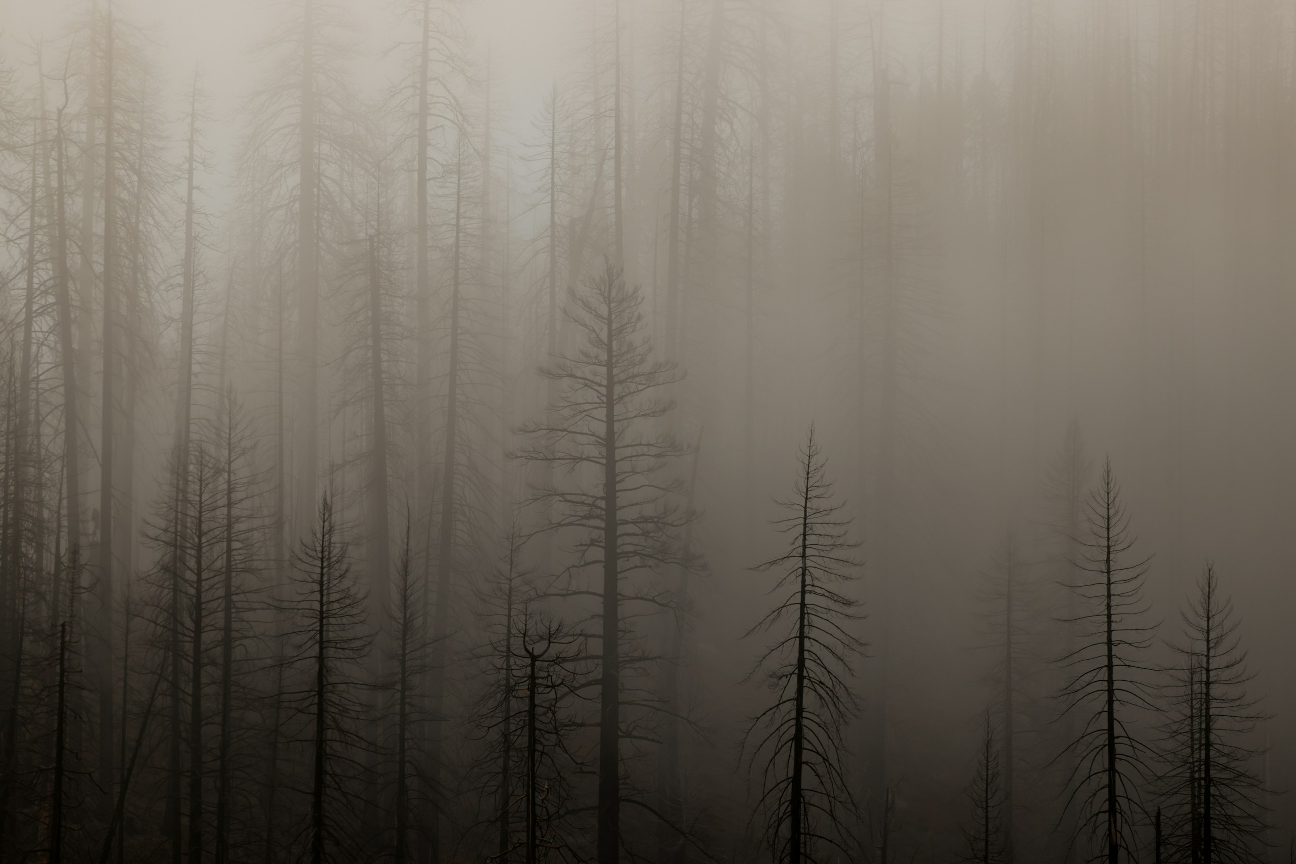 Bare trees in a foggy forest HD Wallpaper