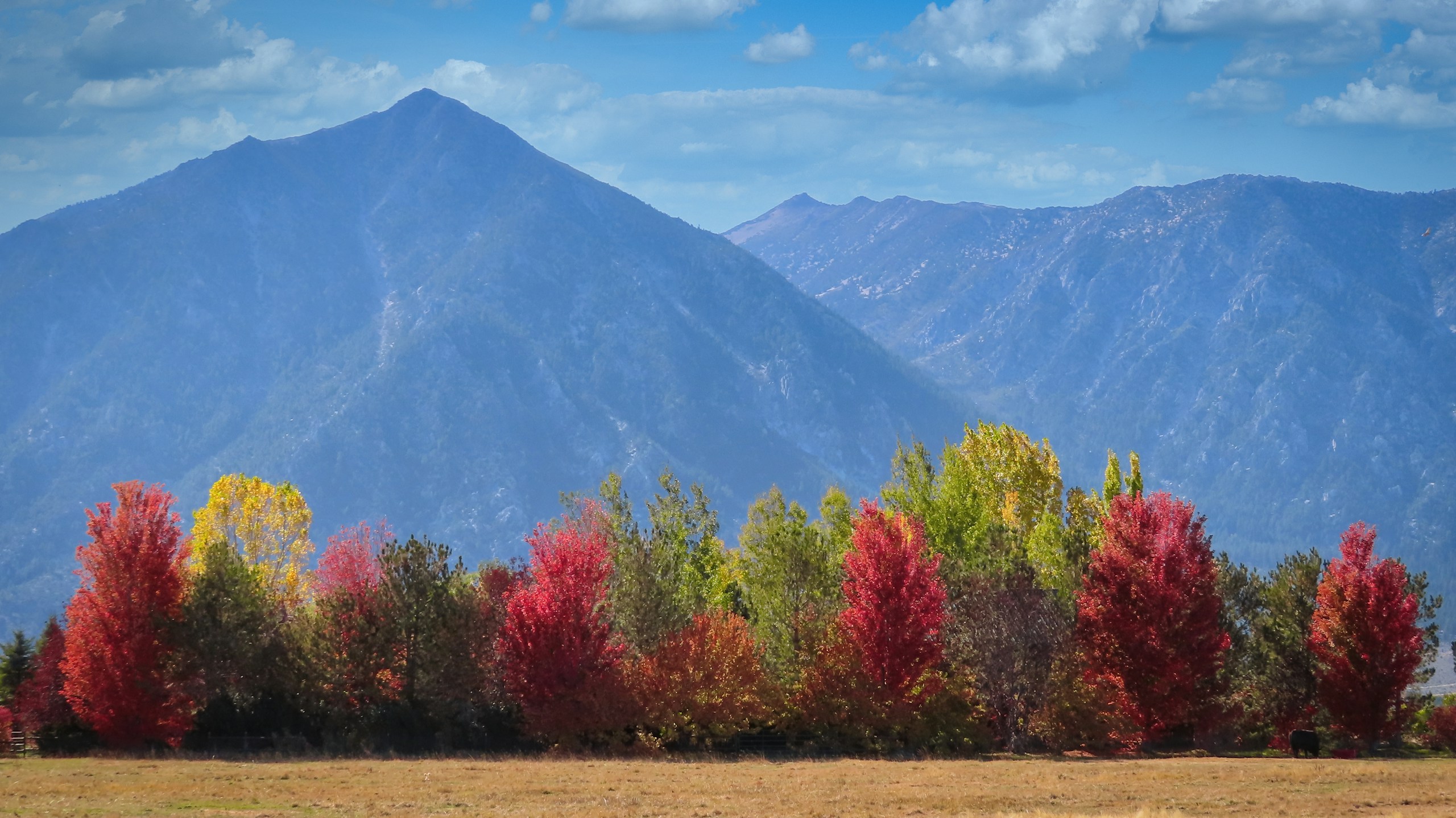 Autumn trees in front of blue mountains HD Wallpaper