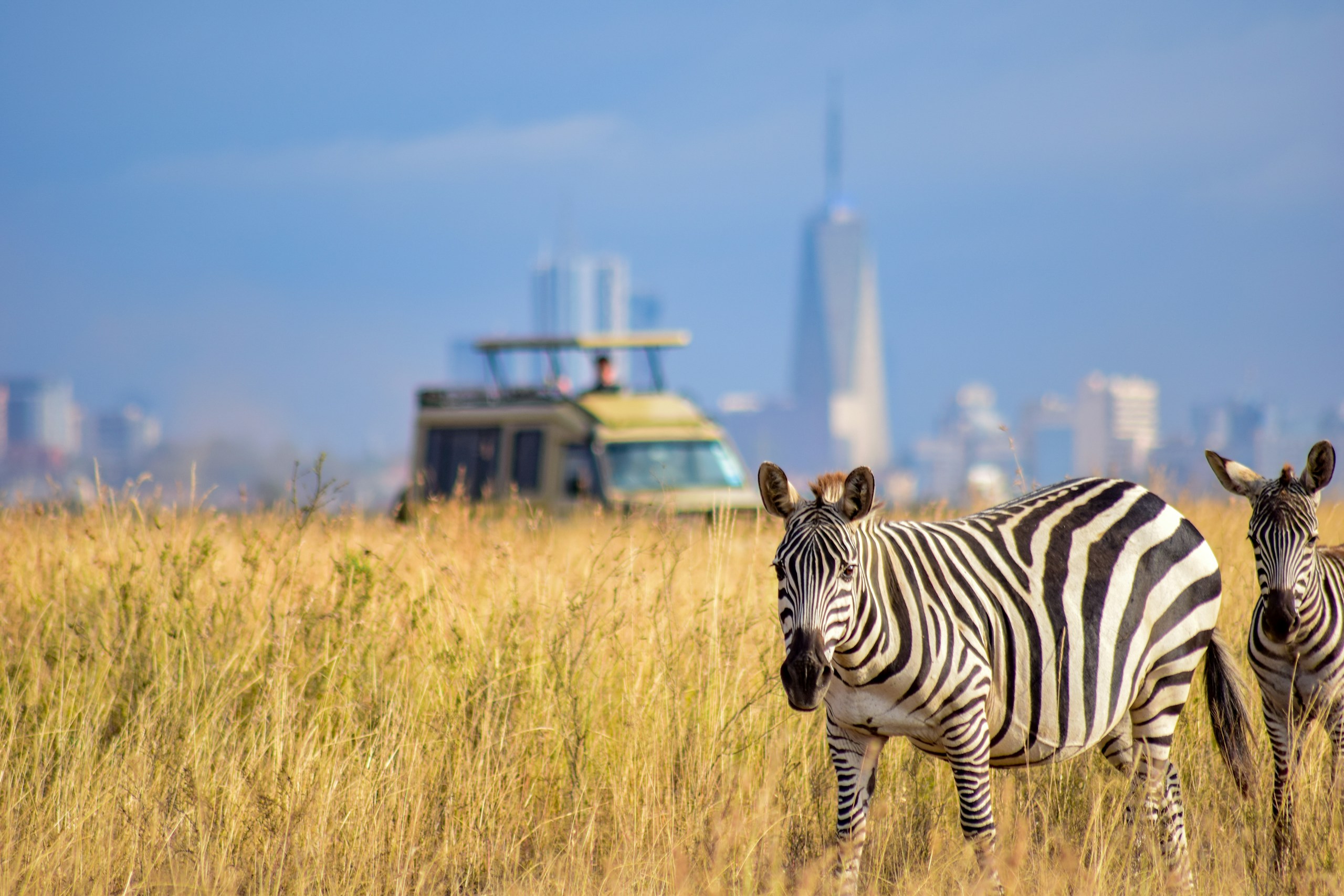Zebras in Nairobi National Park with City Skyline HD Wallpaper