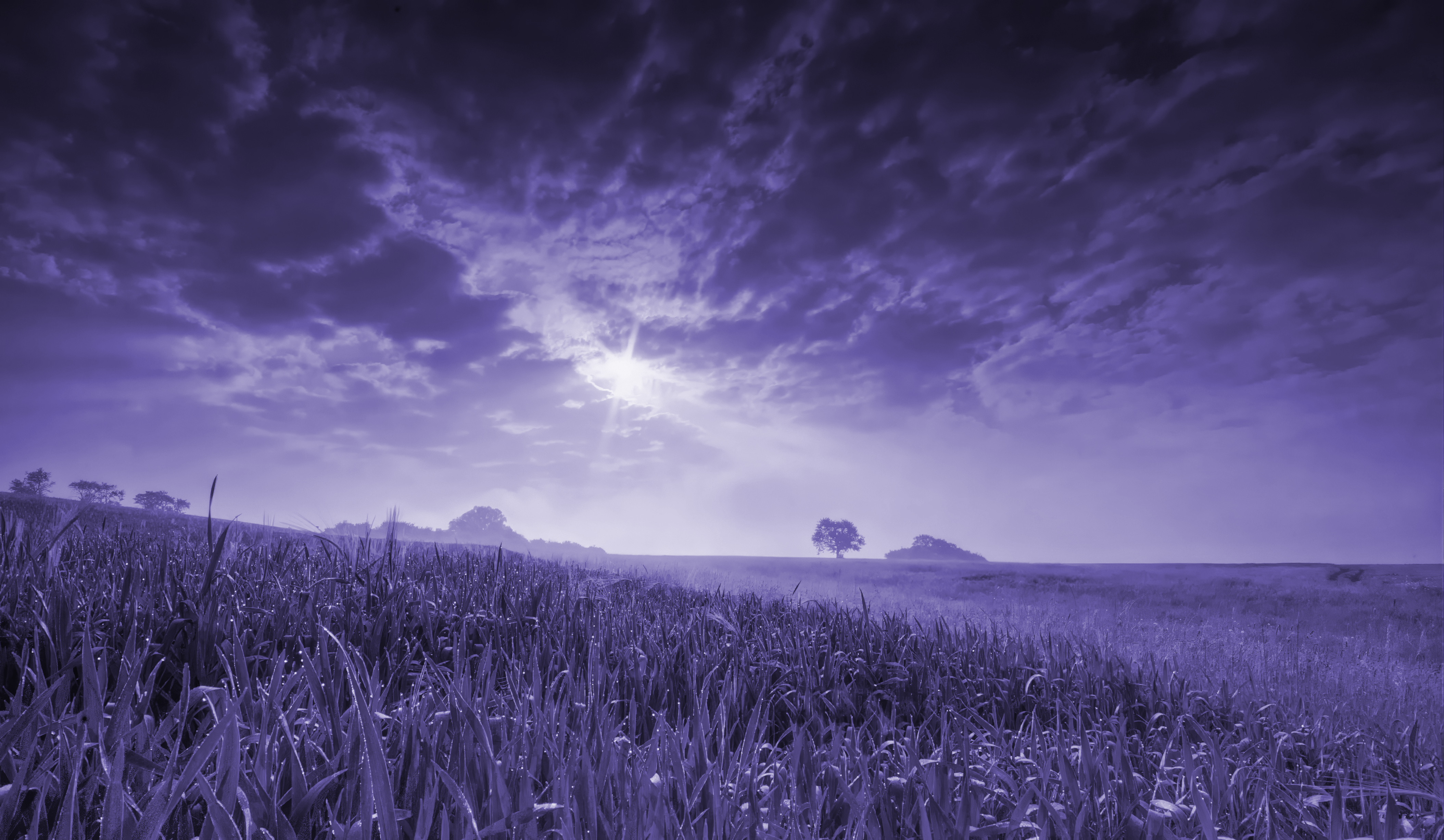 Purple Tinted Grassy Field Under Cloudy Sky HD Wallpaper