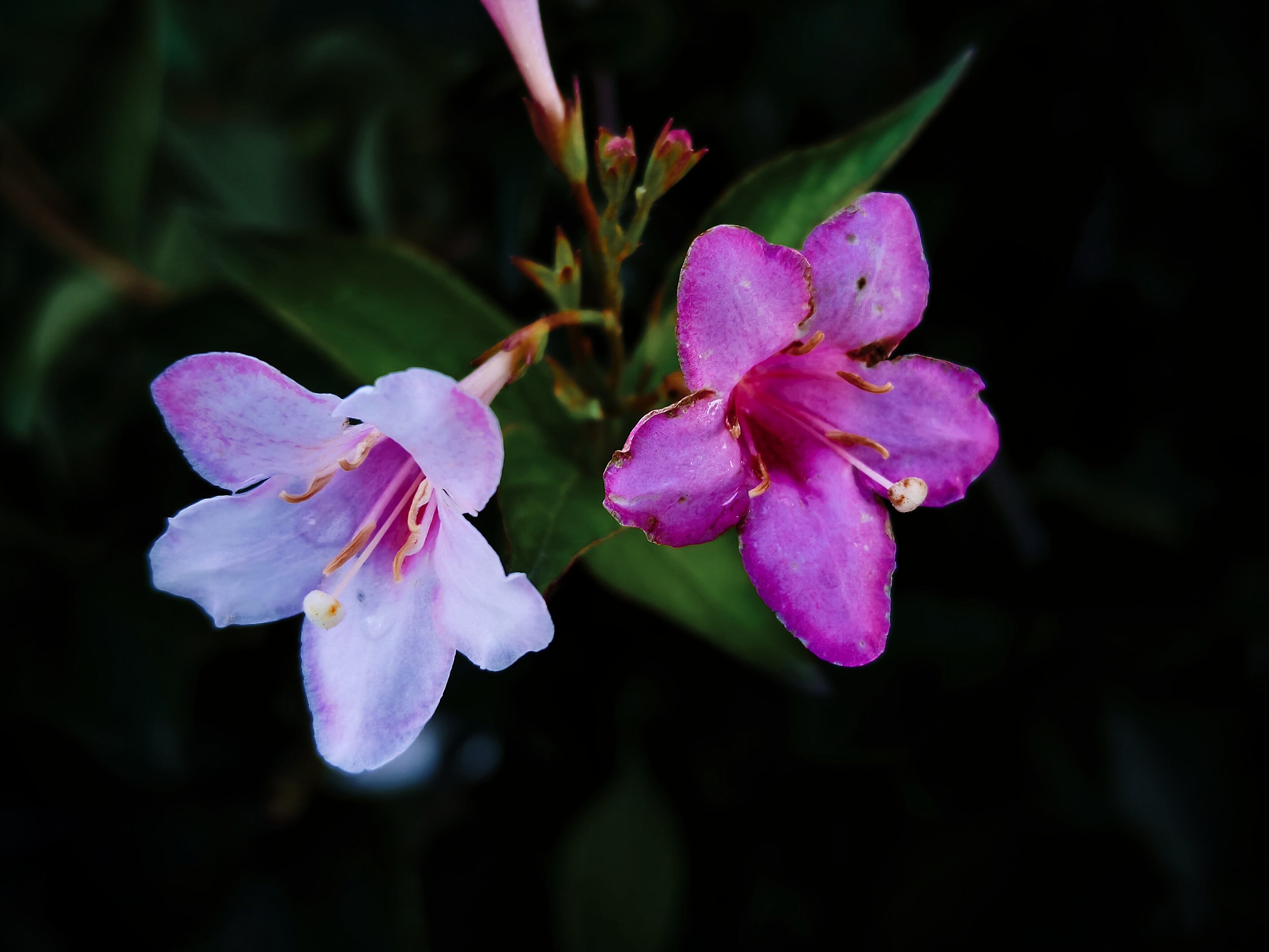 Close-up of Pink and Purple Weigela Flowers HD Wallpaper