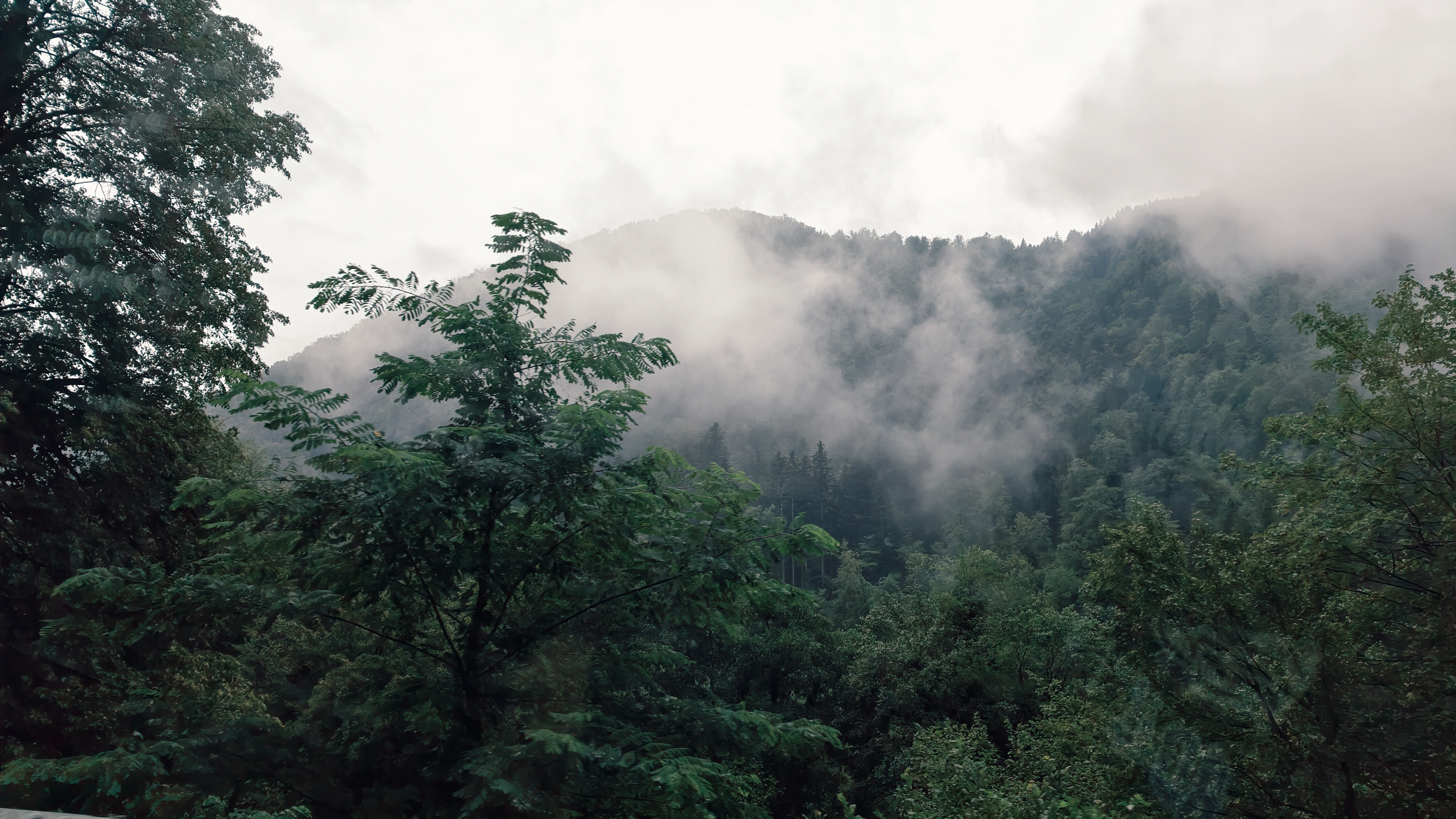 Misty green forest on a mountain slope HD Wallpaper