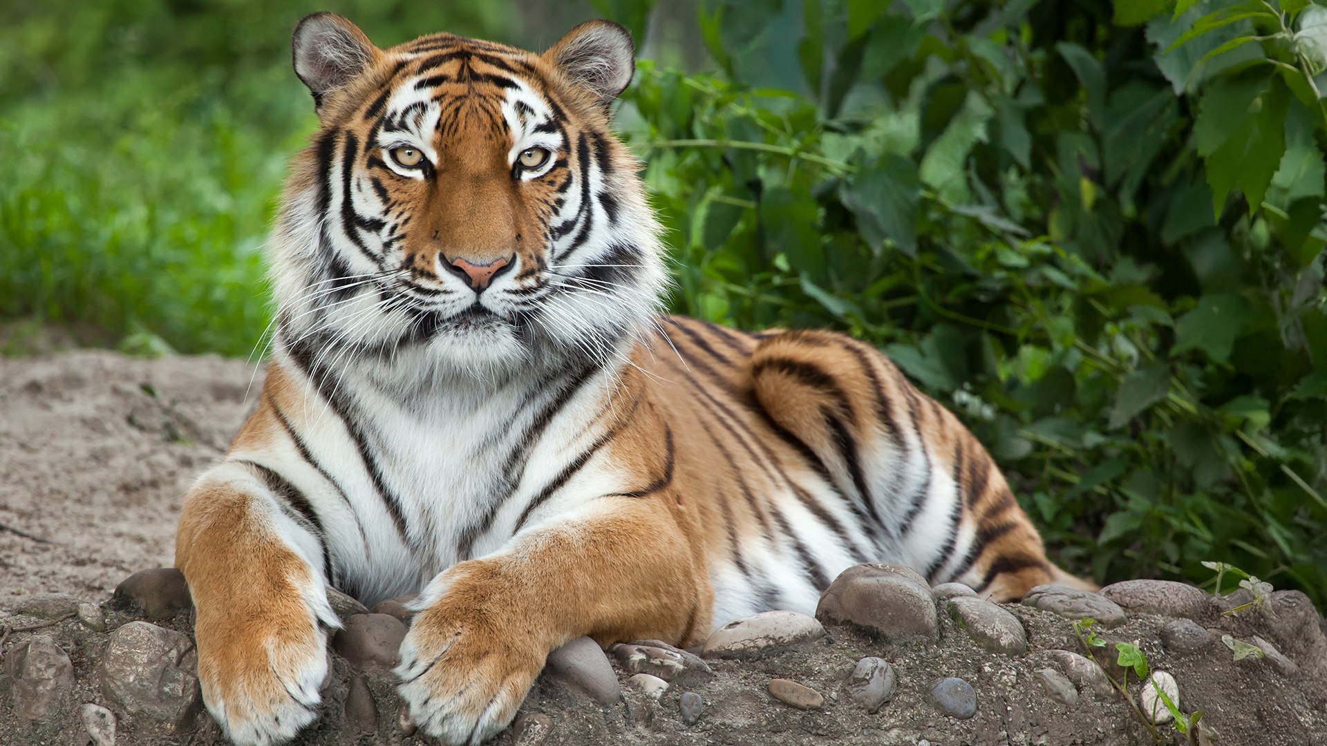 Siberian tiger lying down looking at camera HD Wallpaper
