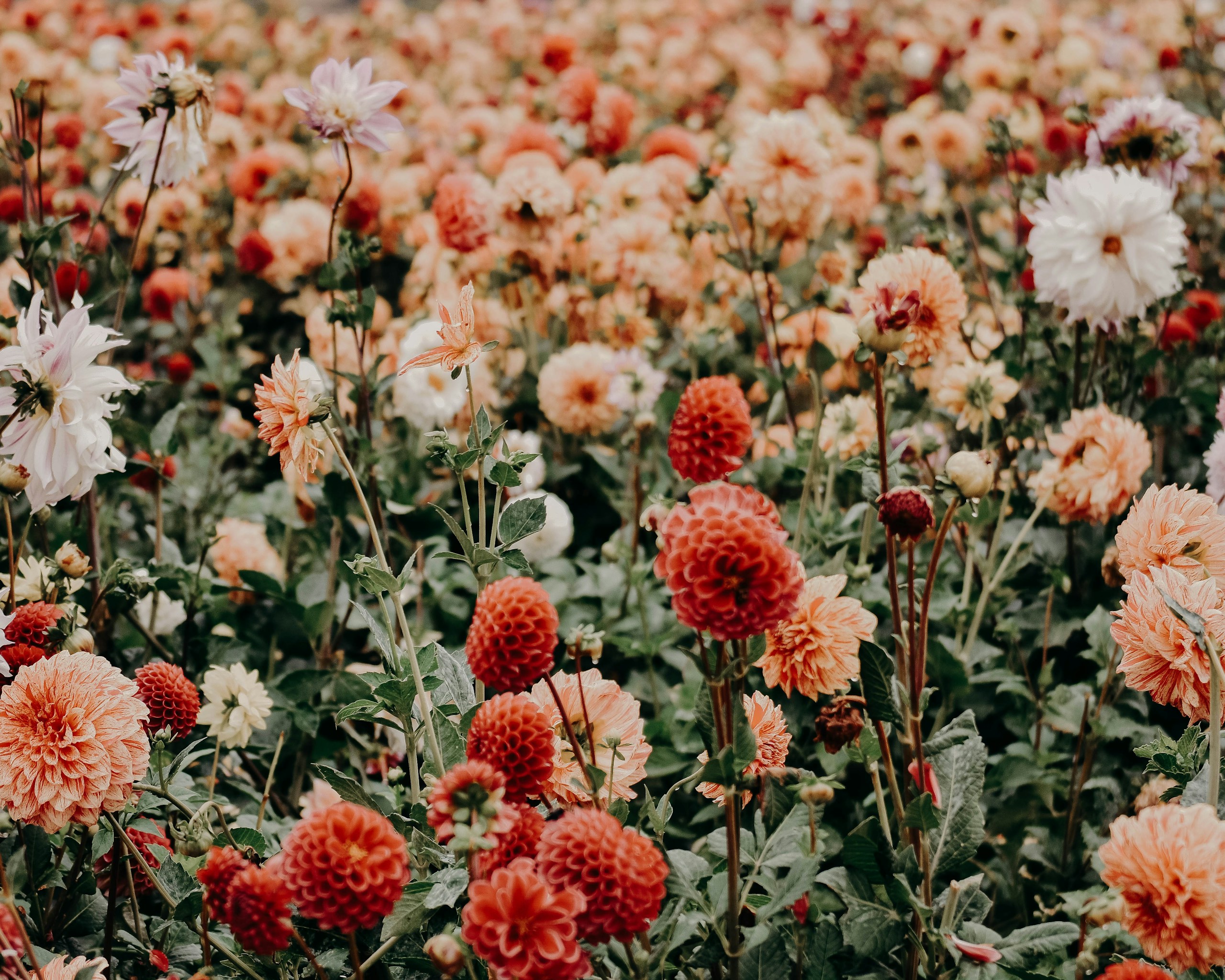 Field of Red Orange and White Dahlia Flowers HD Wallpaper