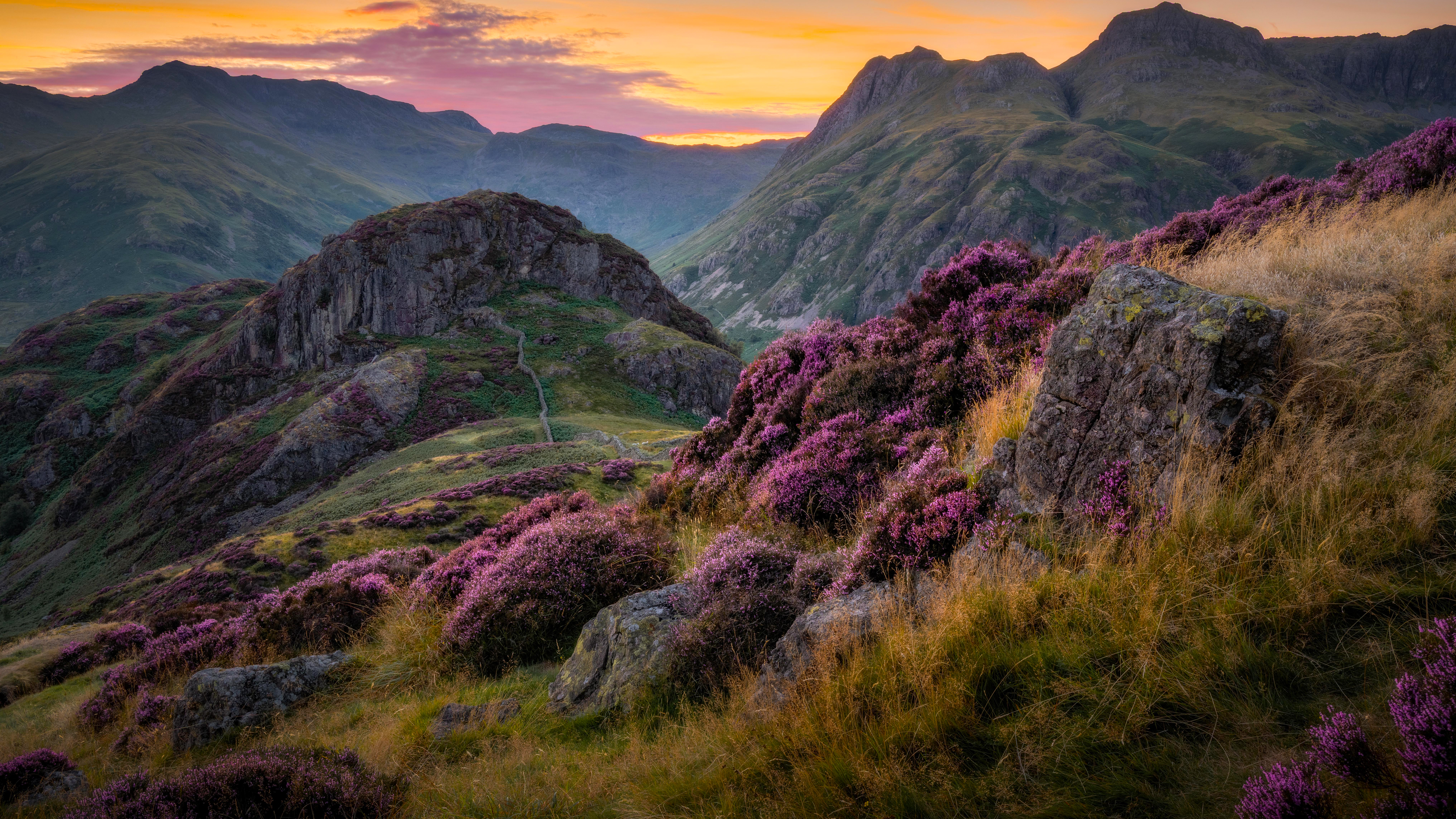 Mountain Landscape with Blooming Purple Heather at Sunset HD Wallpaper