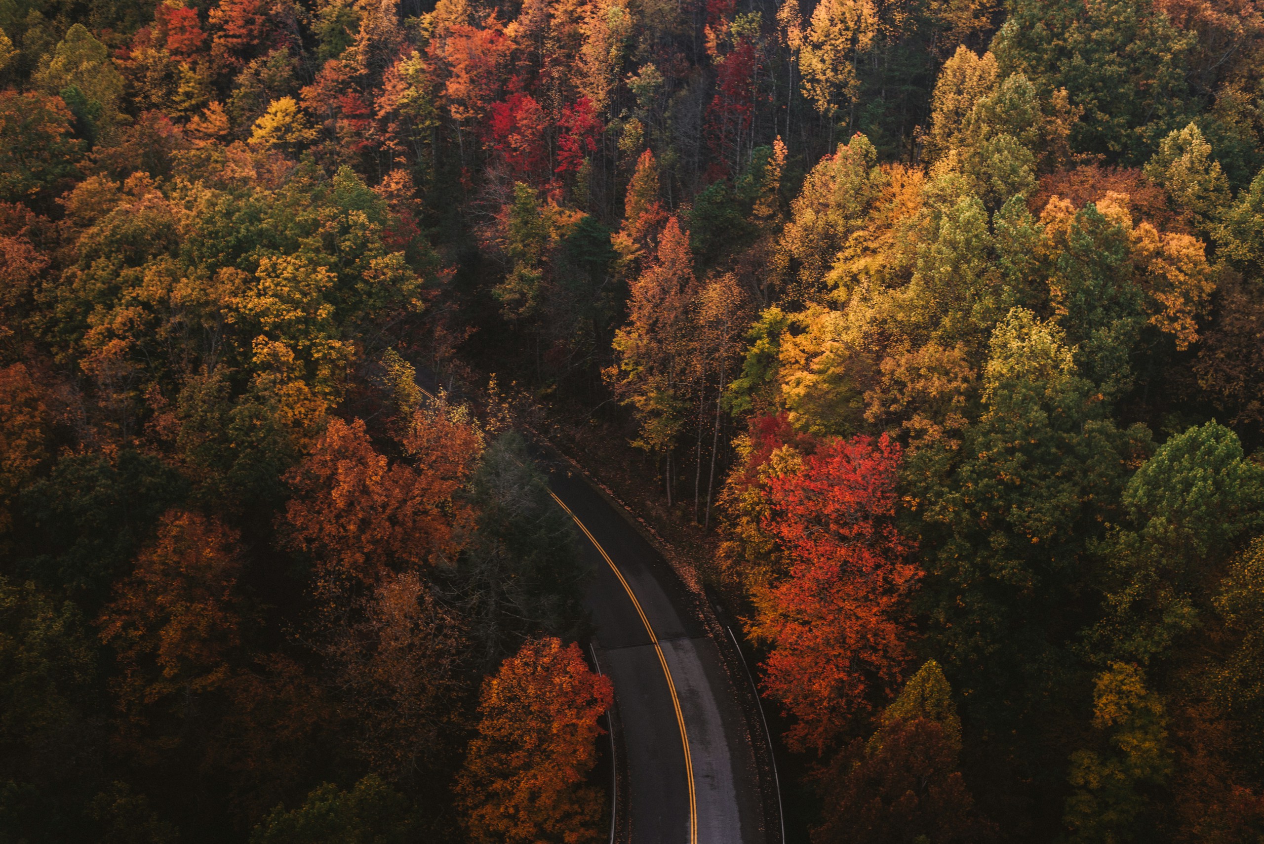 Aerial view of winding road through autumn forest HD Wallpaper
