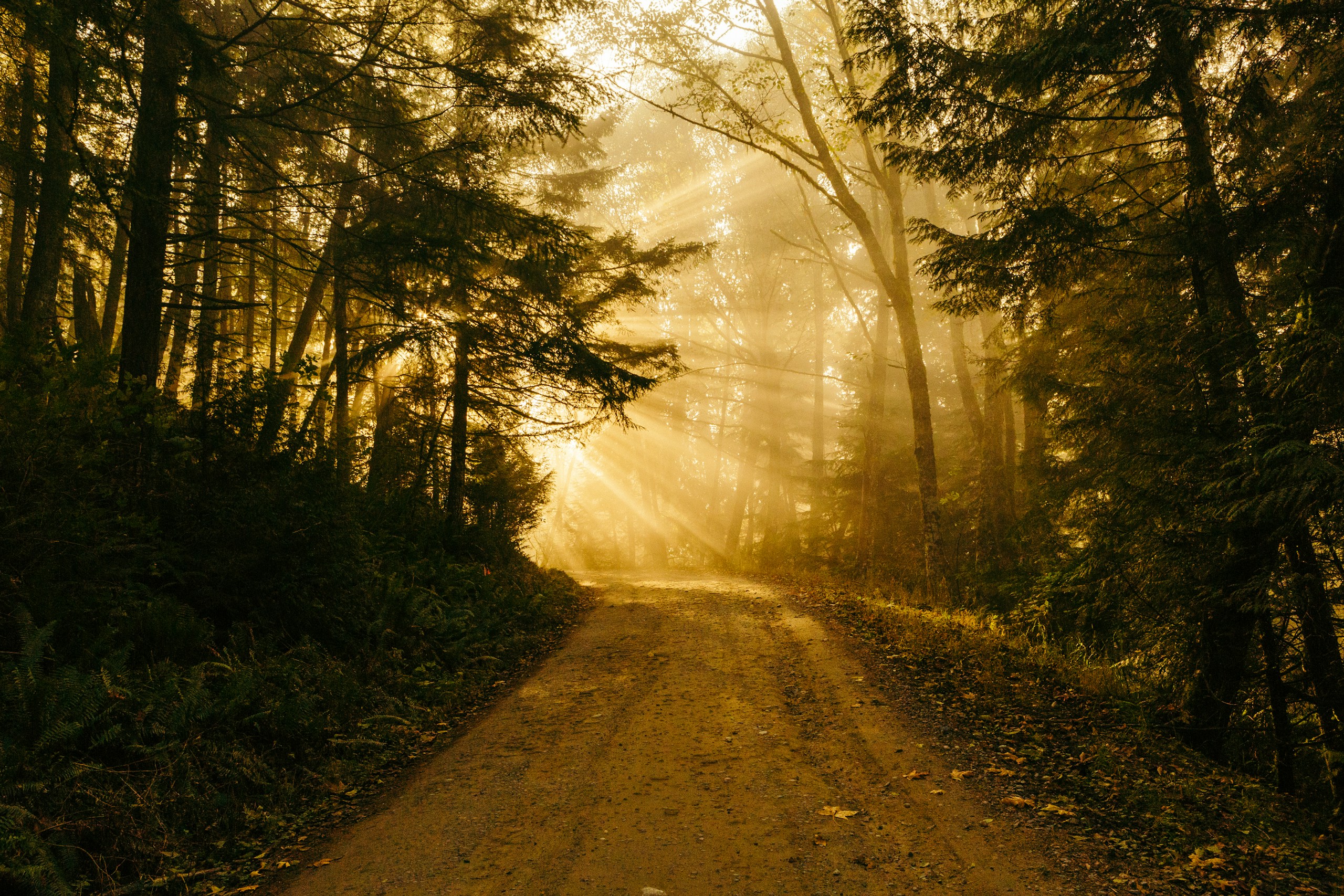 Golden sunbeams filtering through trees onto a forest path HD Wallpaper