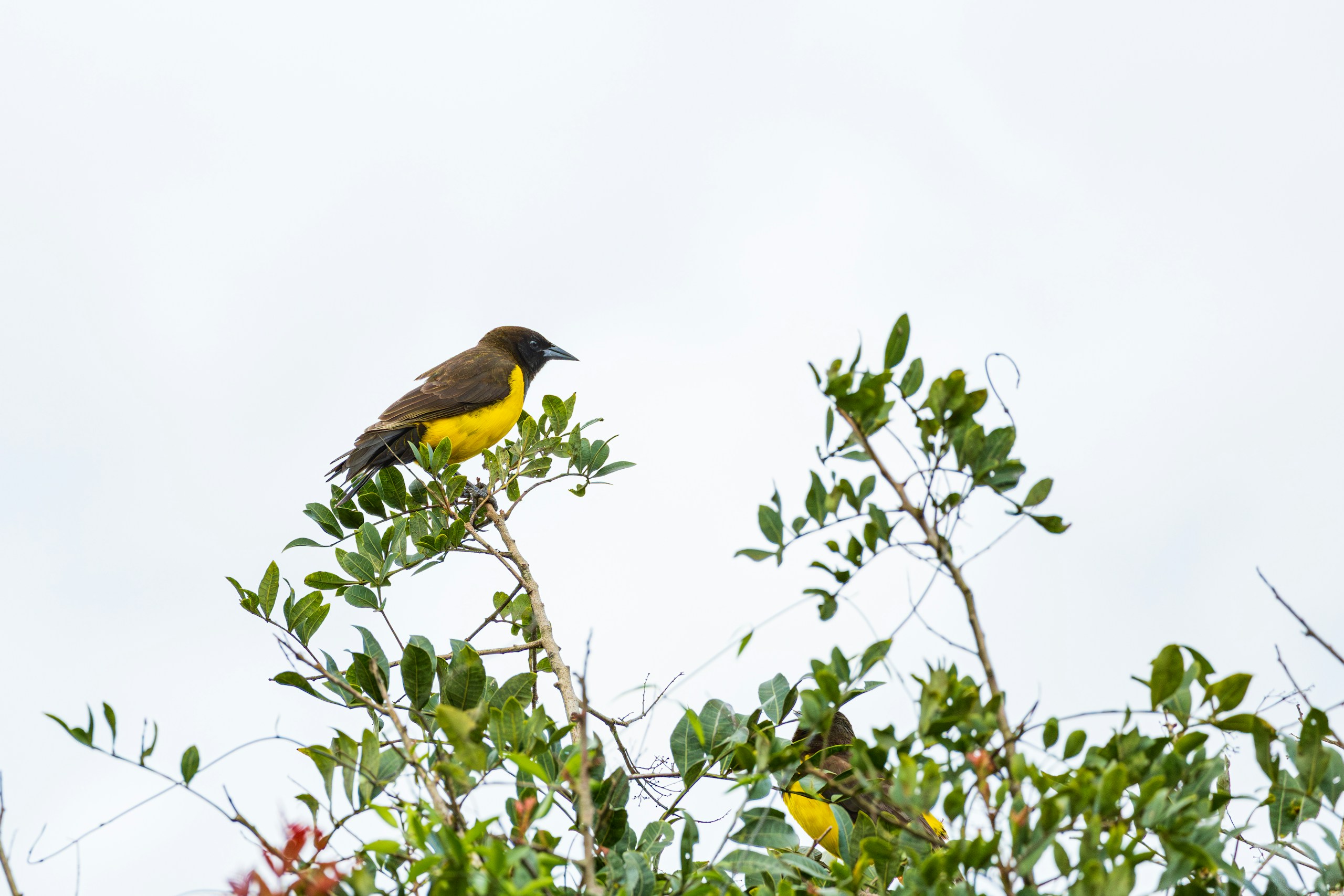 Yellow and Brown Birds Perched on Tree Branches HD Wallpaper