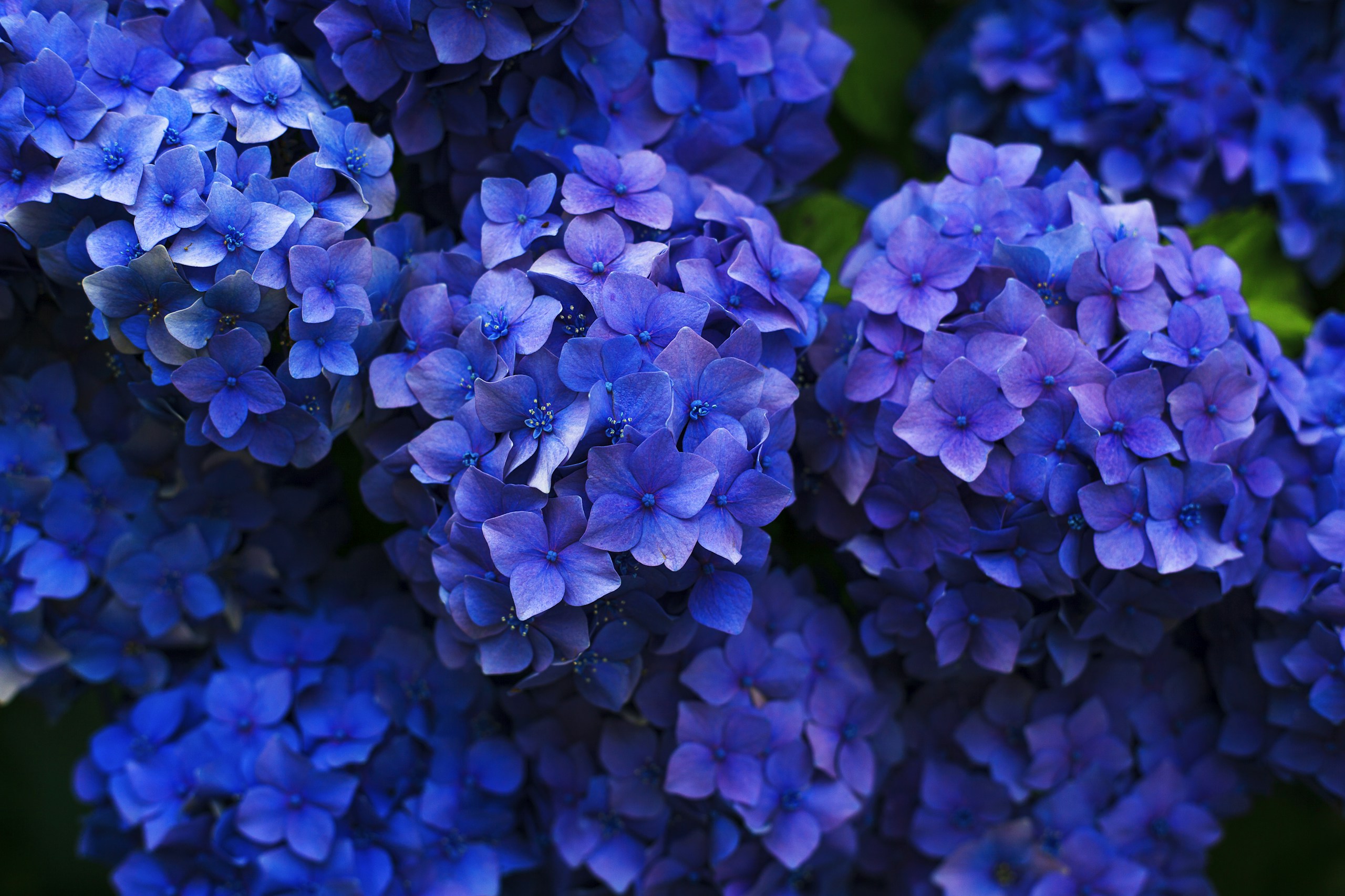 Close-Up of Deep Blue Hydrangea Flowers HD Wallpaper