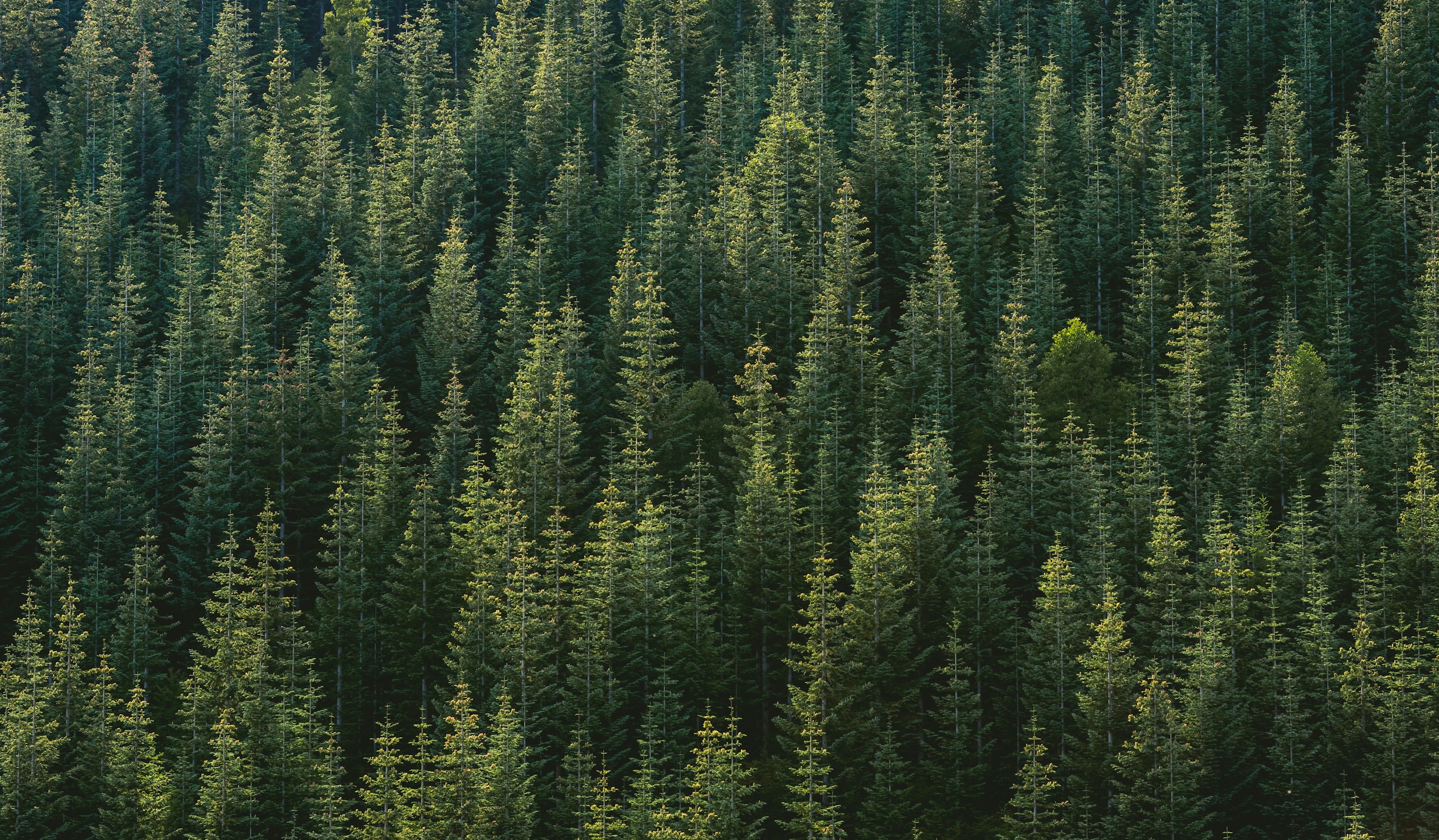 Aerial view of a dense pine forest HD Wallpaper