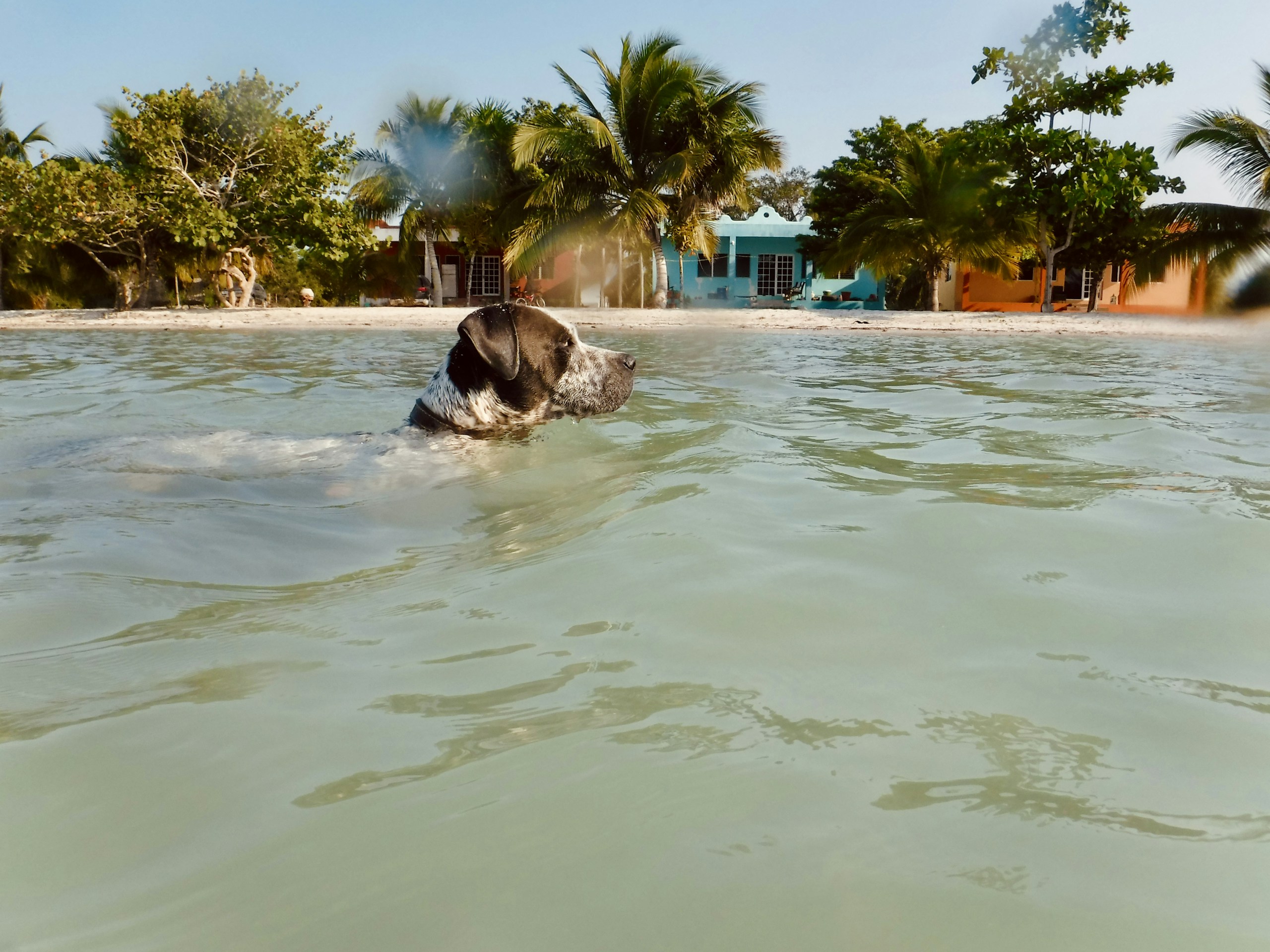 Dog swimming in clear water near beach HD Wallpaper