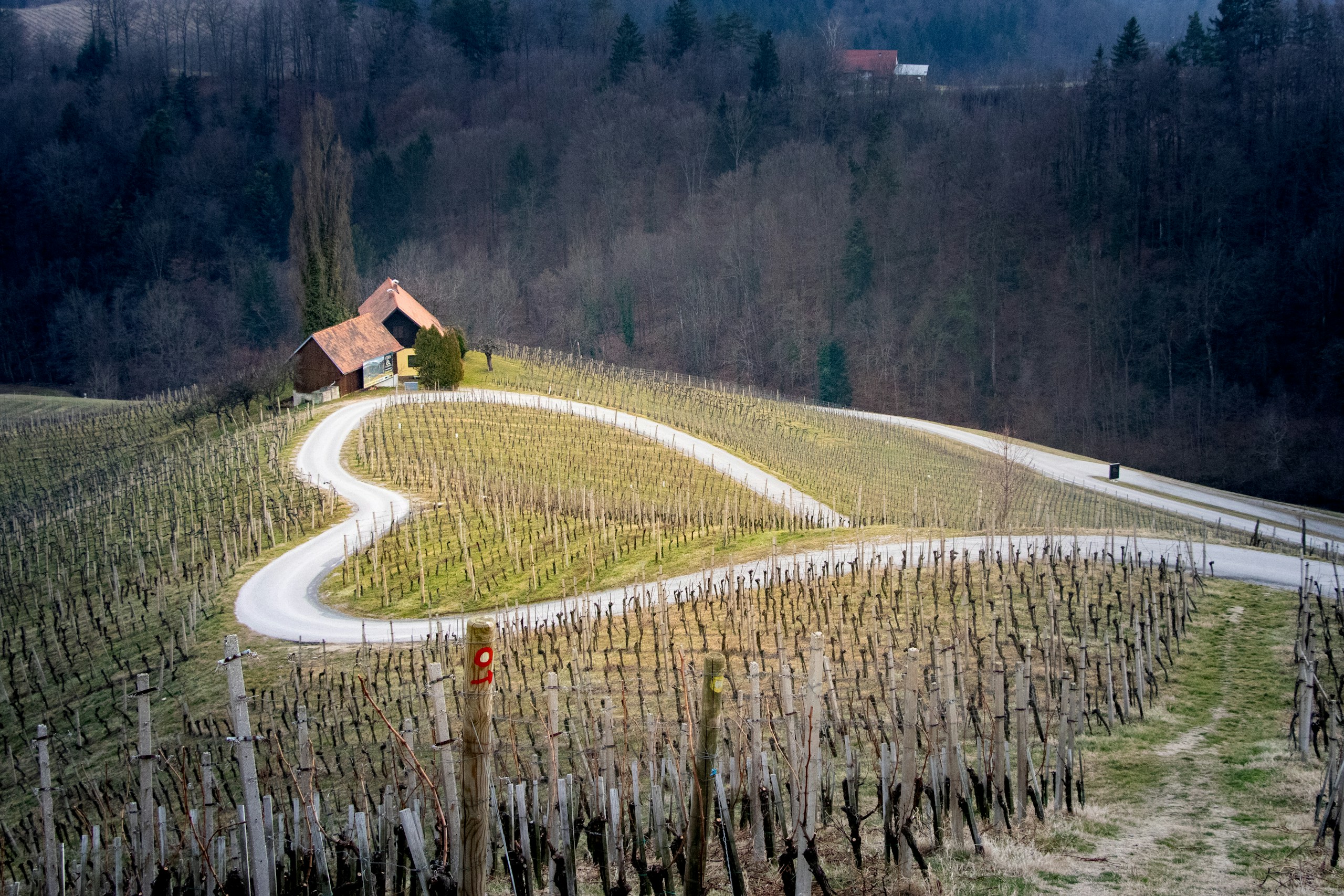 Heart-shaped road through a vineyard in Špičnik, Slovenia HD Wallpaper