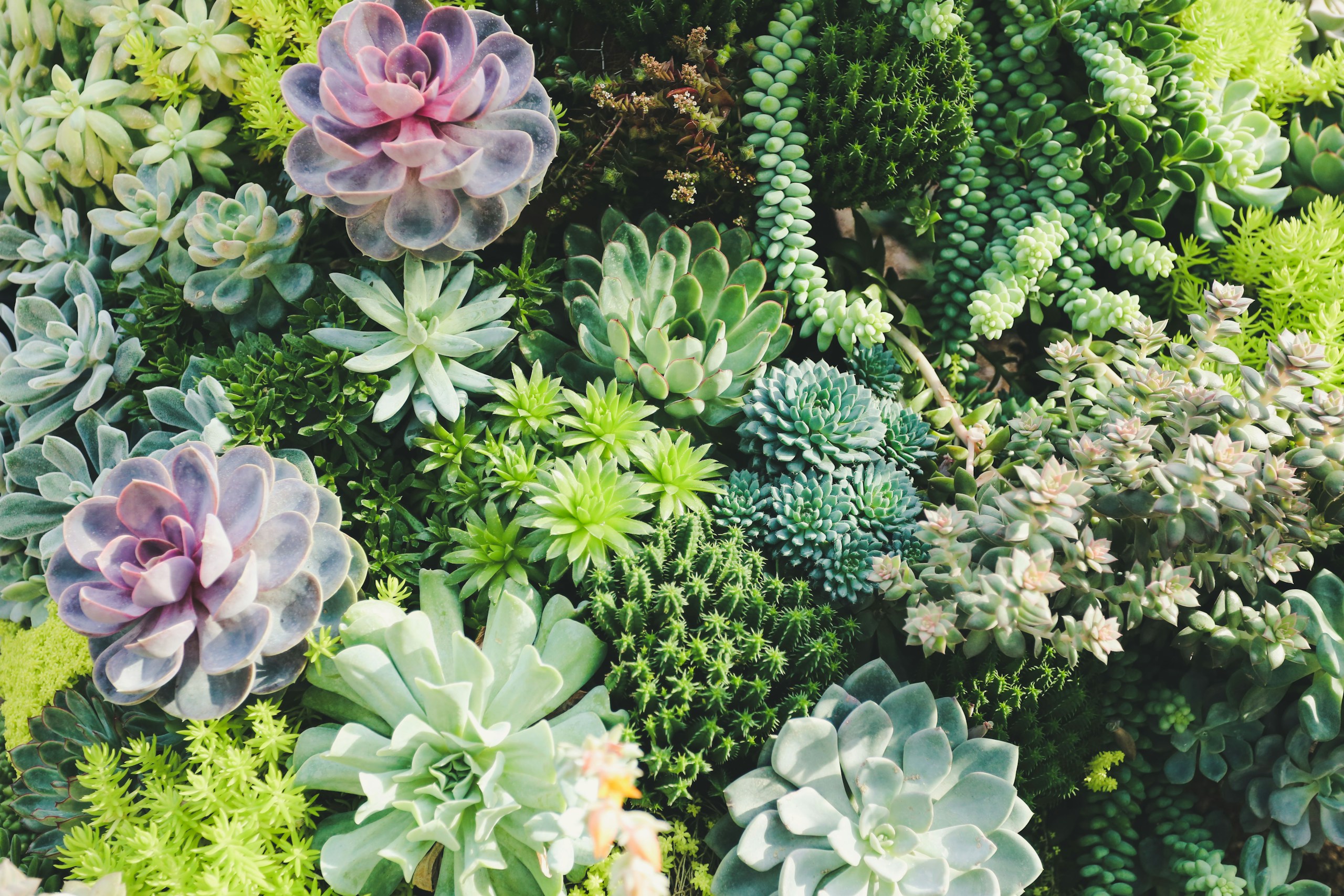 Dense Arrangement of Various Succulent Plants HD Wallpaper