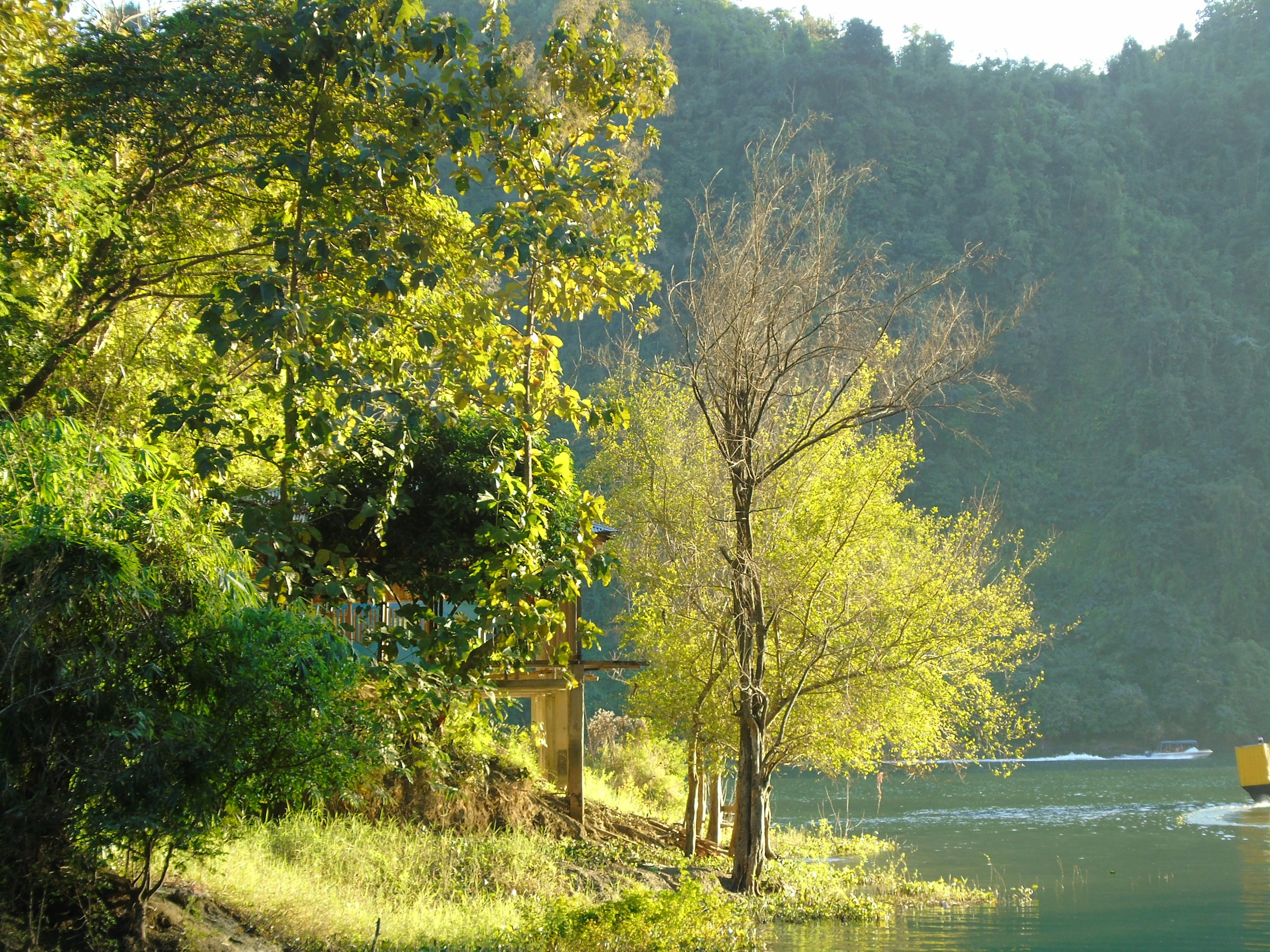 Green trees and wooden structure by a calm river HD Wallpaper
