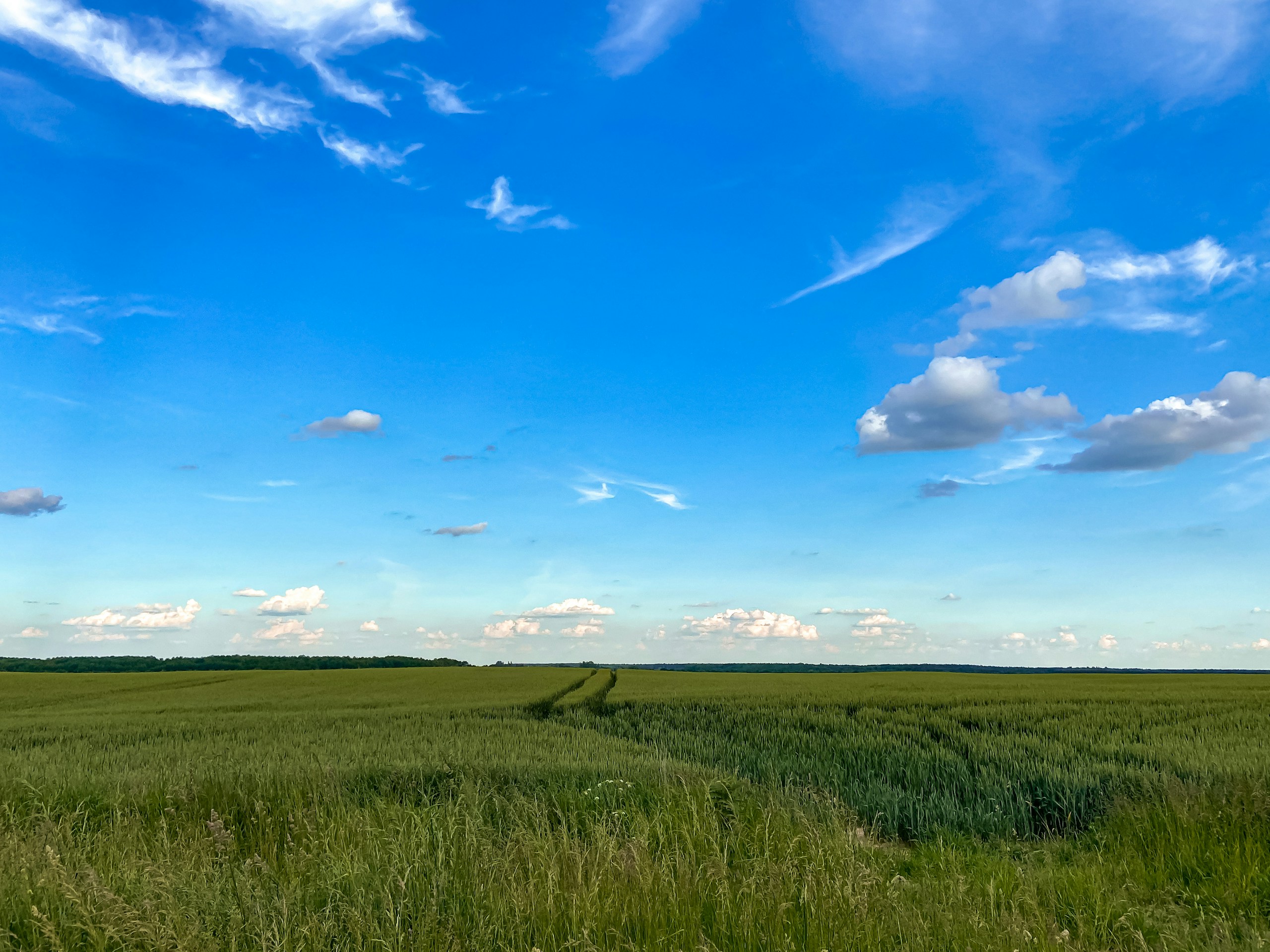 Green grass field under a bright blue sky HD Wallpaper