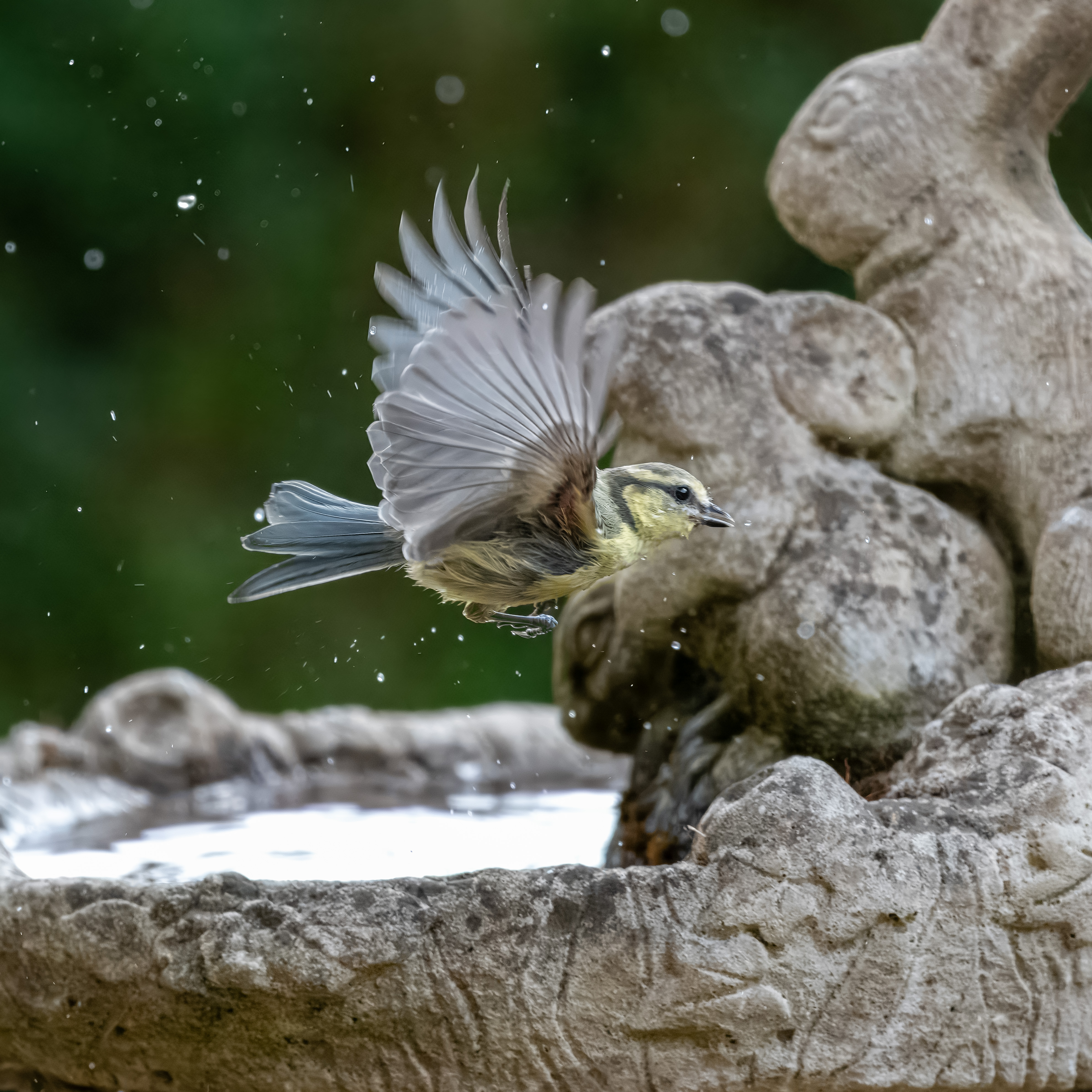 Blue Tit Bird Flying Over Stone Birdbath HD Wallpaper