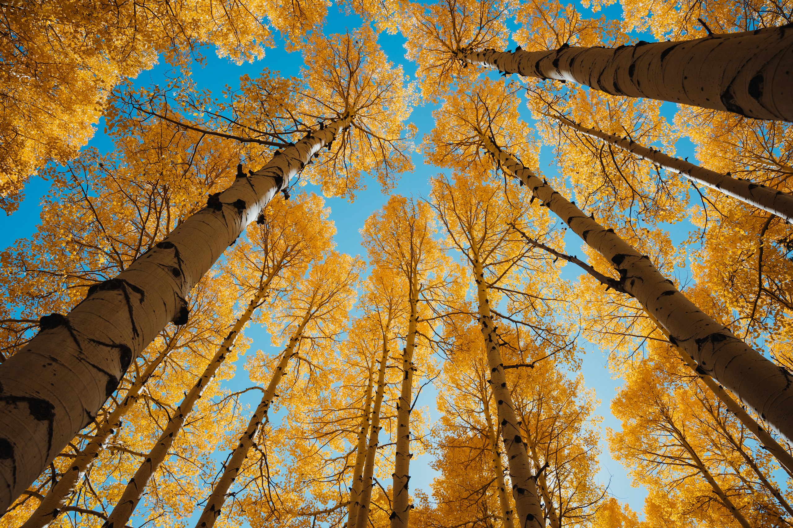 Tall Aspen Trees with Golden Autumn Leaves HD Wallpaper