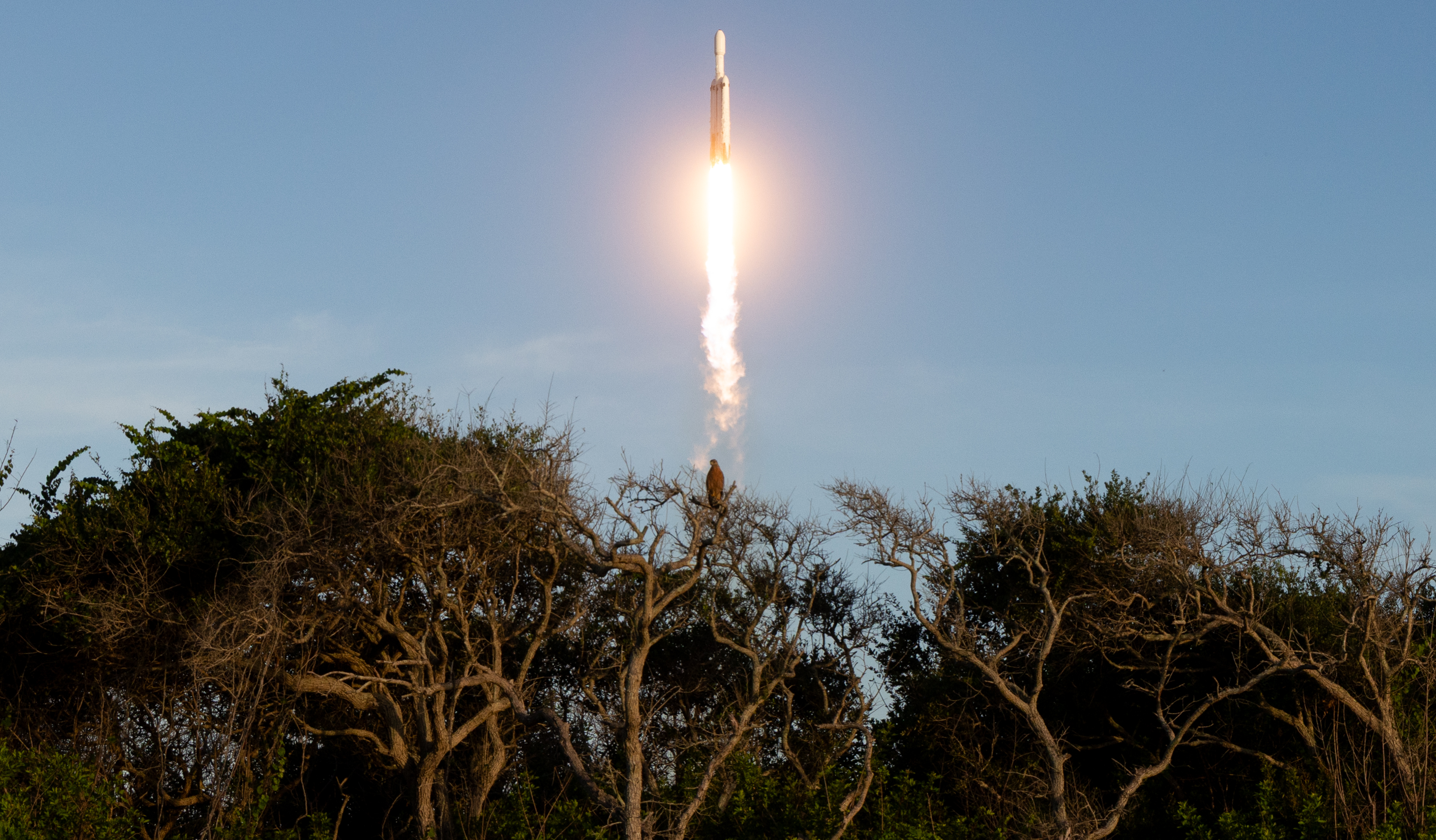 Falcon Heavy Rocket Launch with Perched Bird HD Wallpaper