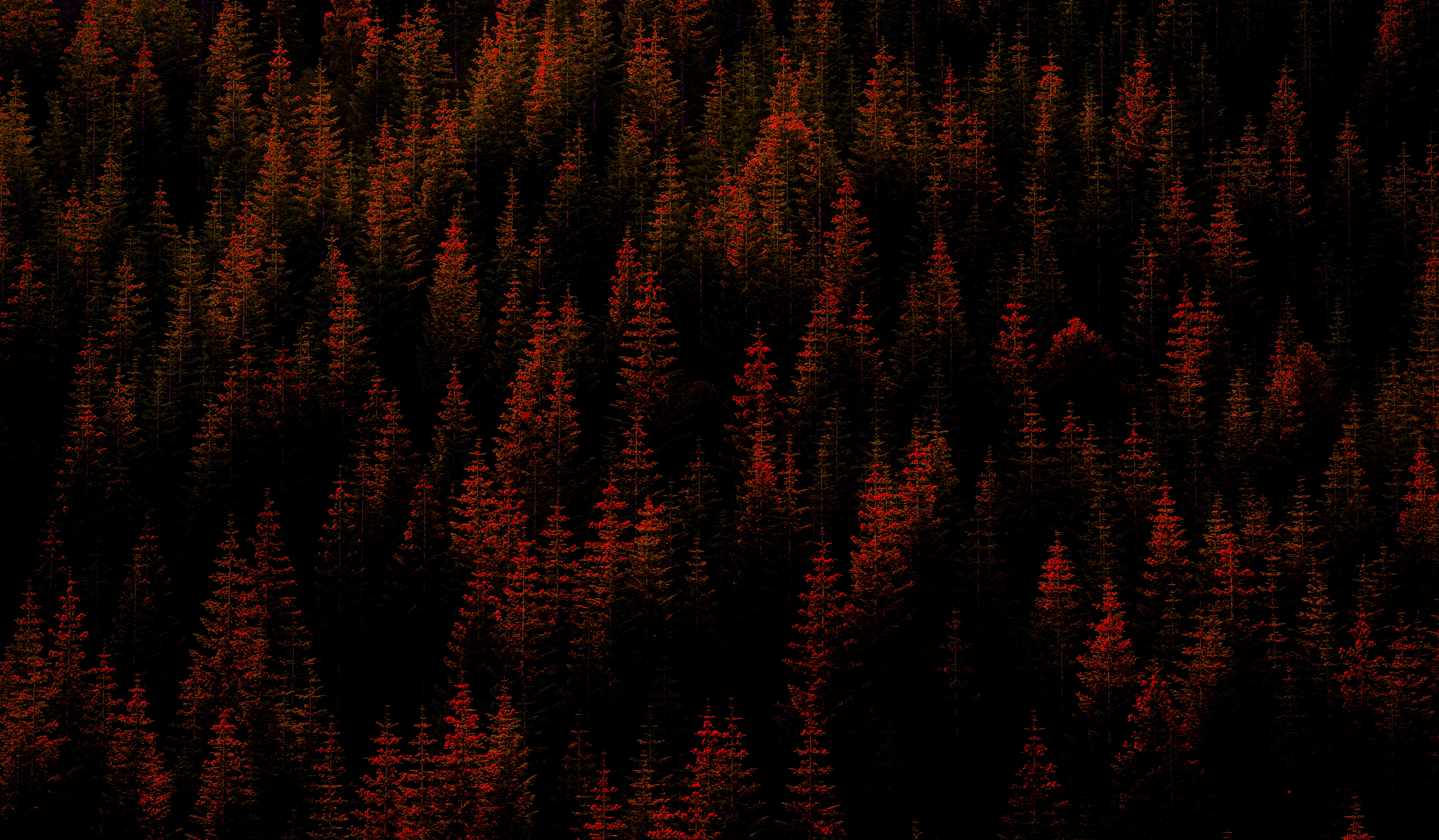 Dark pine tree forest with red highlights HD Wallpaper