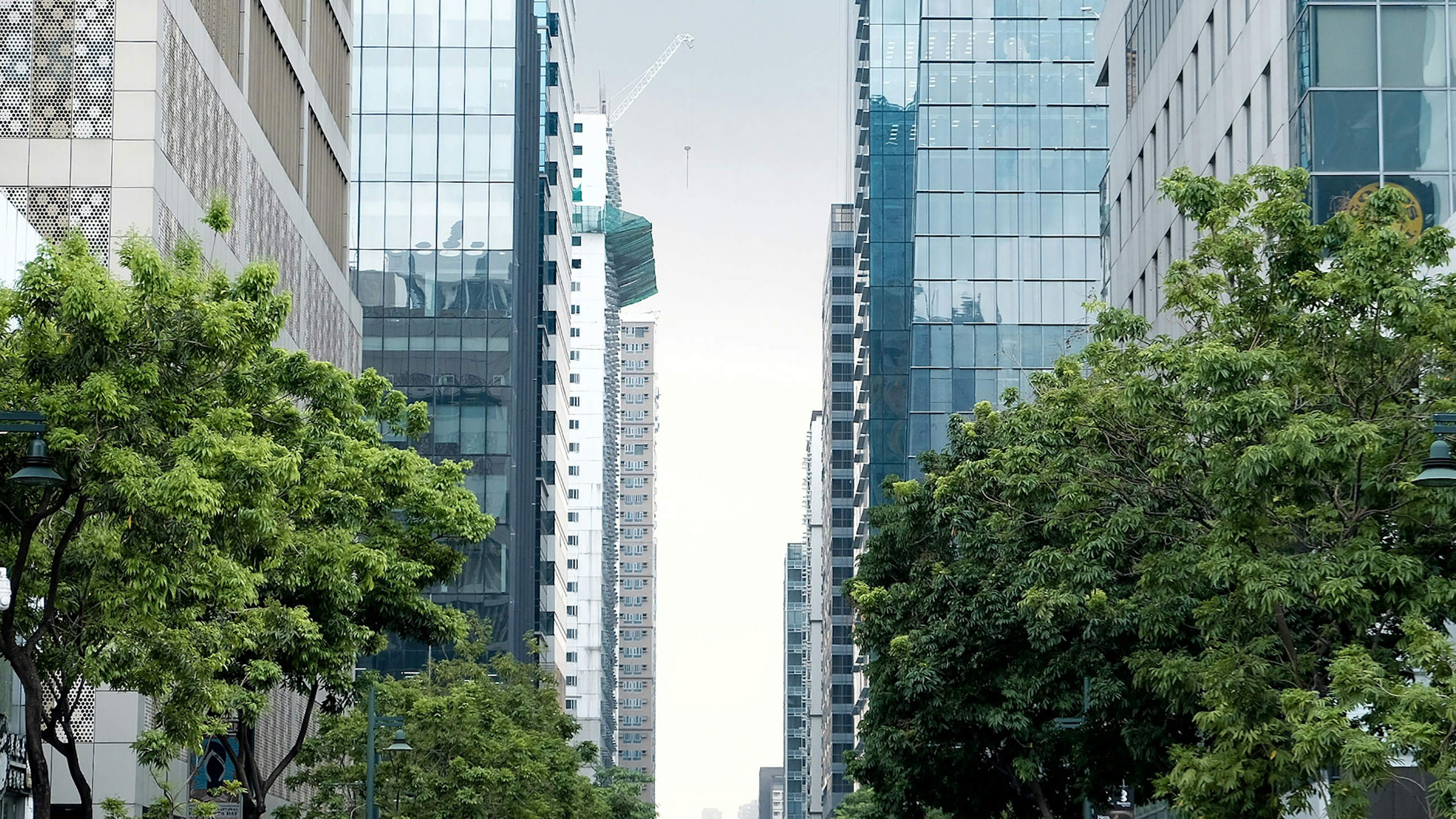 Tall City Buildings Framed by Green Trees HD Wallpaper