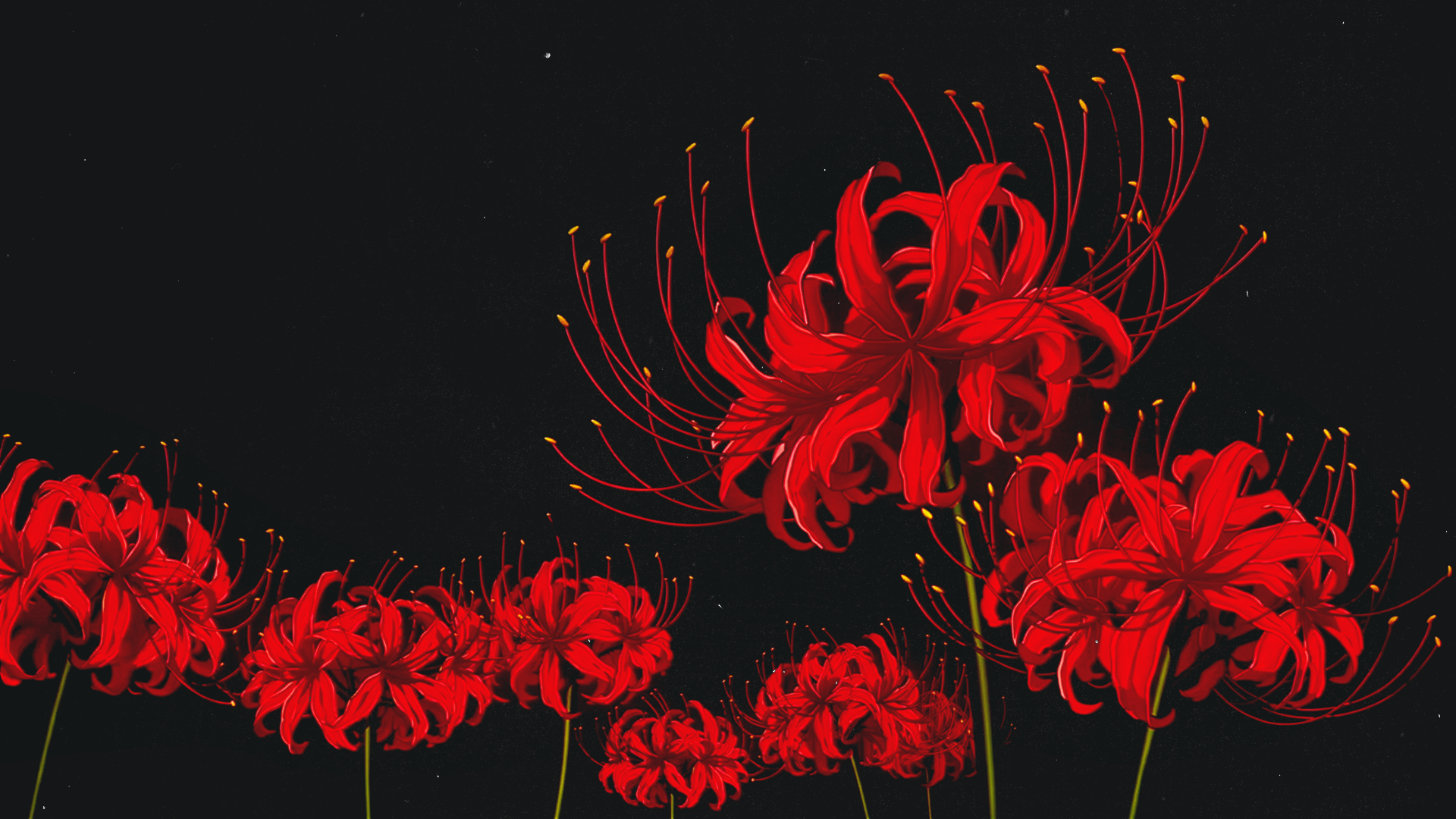 Red Spider Lilies on Black Background HD Wallpaper