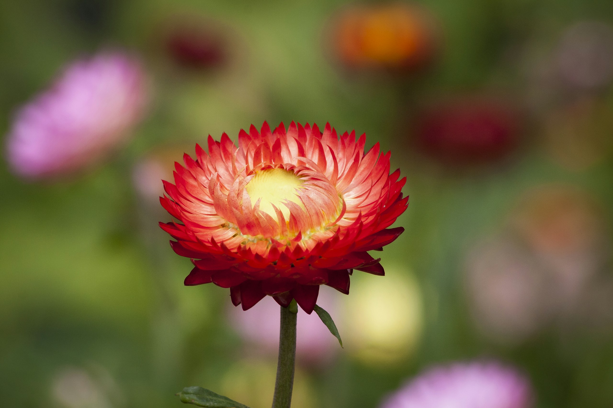 Close-up of a red strawflower with yellow center HD Wallpaper