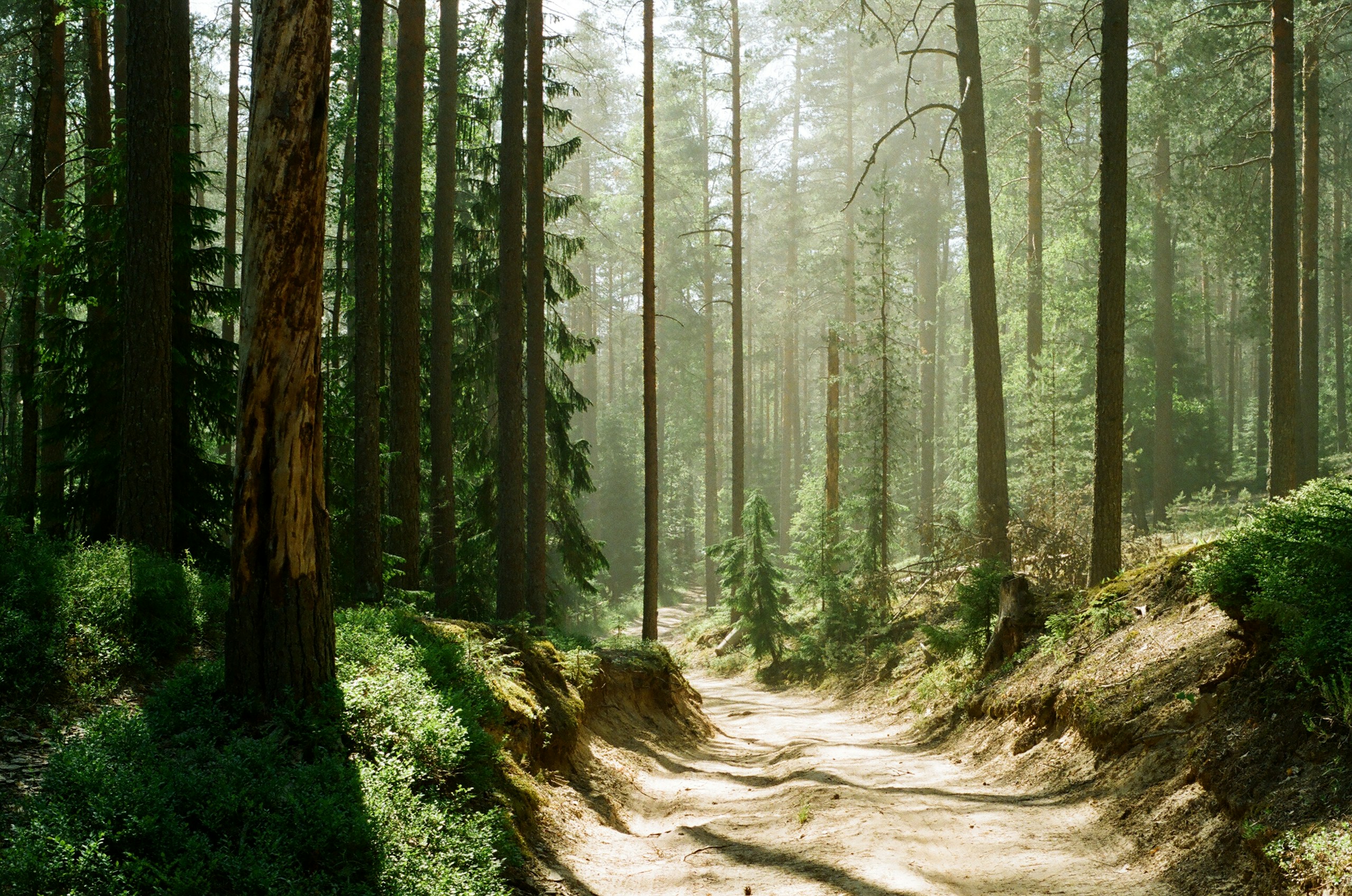 Dirt road winding through a sunlit pine forest HD Wallpaper