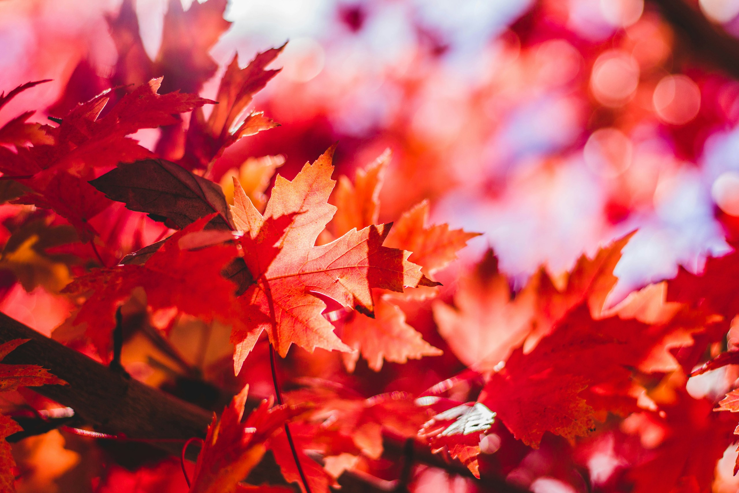 Close-up of vibrant red maple leaves in autumn HD Wallpaper