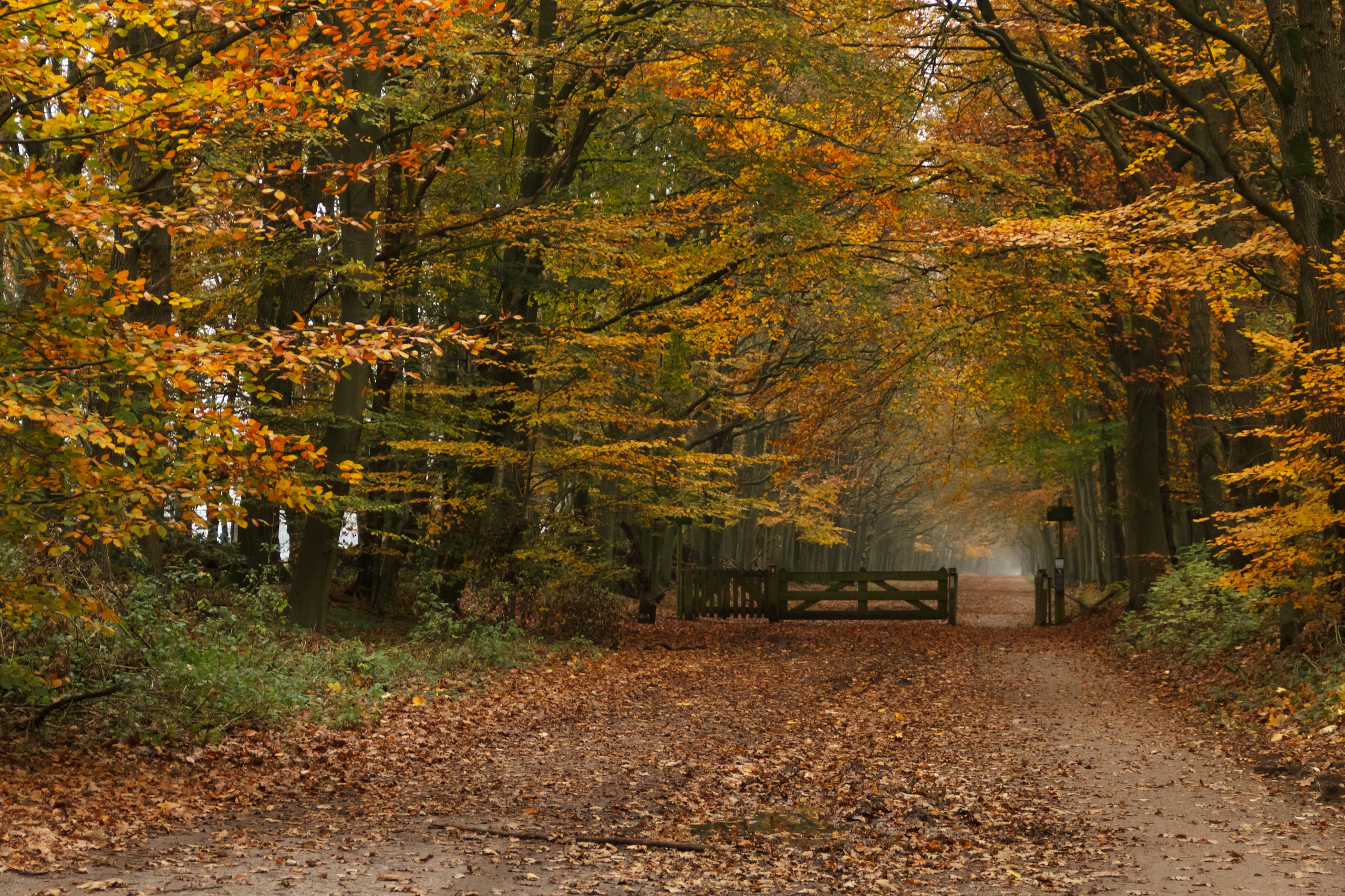 Autumn forest lane with wooden gate HD Wallpaper